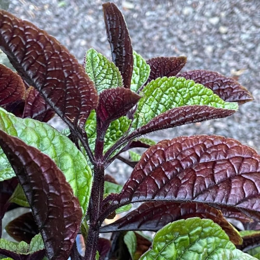 Plectranthus Purple Swedish Ivy Plant Live Houseplants Indoors Live Swedish Ivy Mint Herbs, in 4 Inc Pot