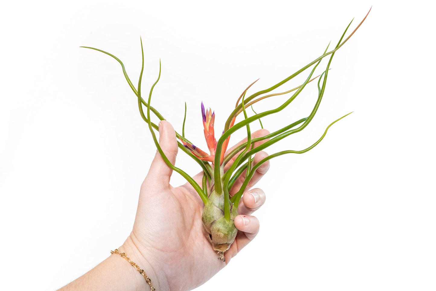 Air Plant Shop 5 Pack Large Bulbosa Belize Air Plants - Succulents - Live Tillandsia - Easy Care Indoor and Outdoor House Plants
