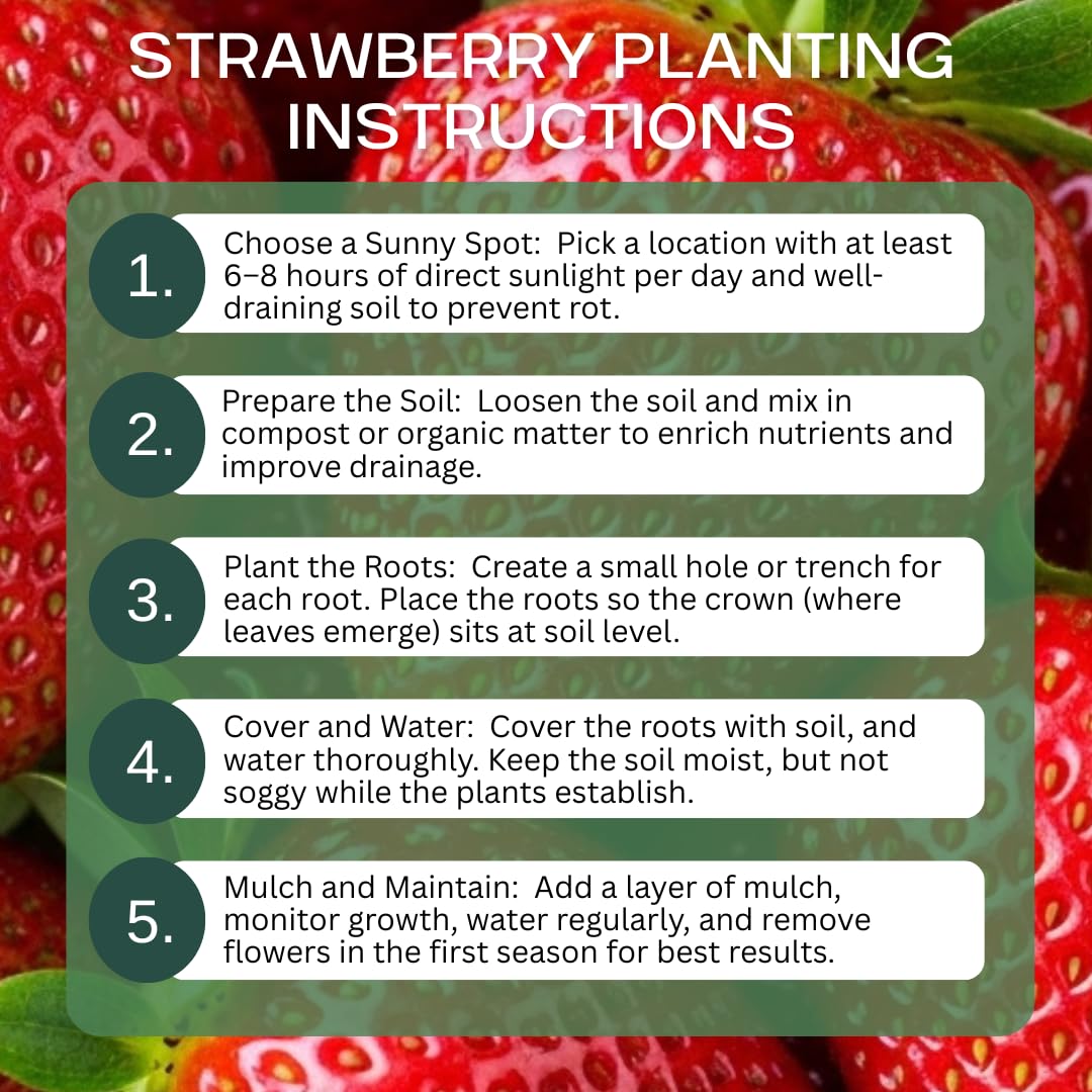 Ruby Giant Strawberry Plants – Extra Large Sweet Strawberries – High Yield Strawberry Runners – Big Fruit, Easy to Grow Plants for Home Gardens (50 Plants)