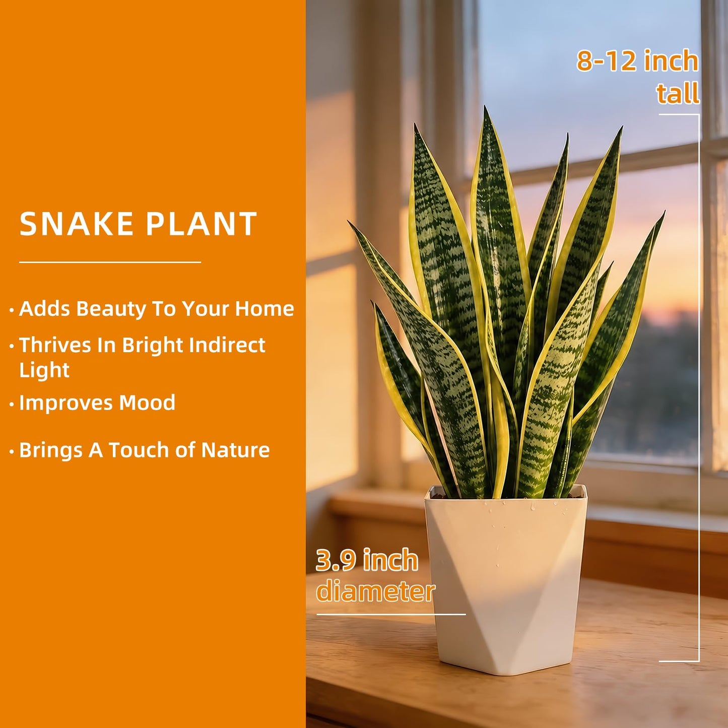 Live Snake Plant Indoor Houseplant,8-10 Inch Mother-in-Law's Tongue Live Plant in Decorative Pot, Easy to Maintain Indoor Succulent Houseplant,Air Purifying Easy Care Succulent