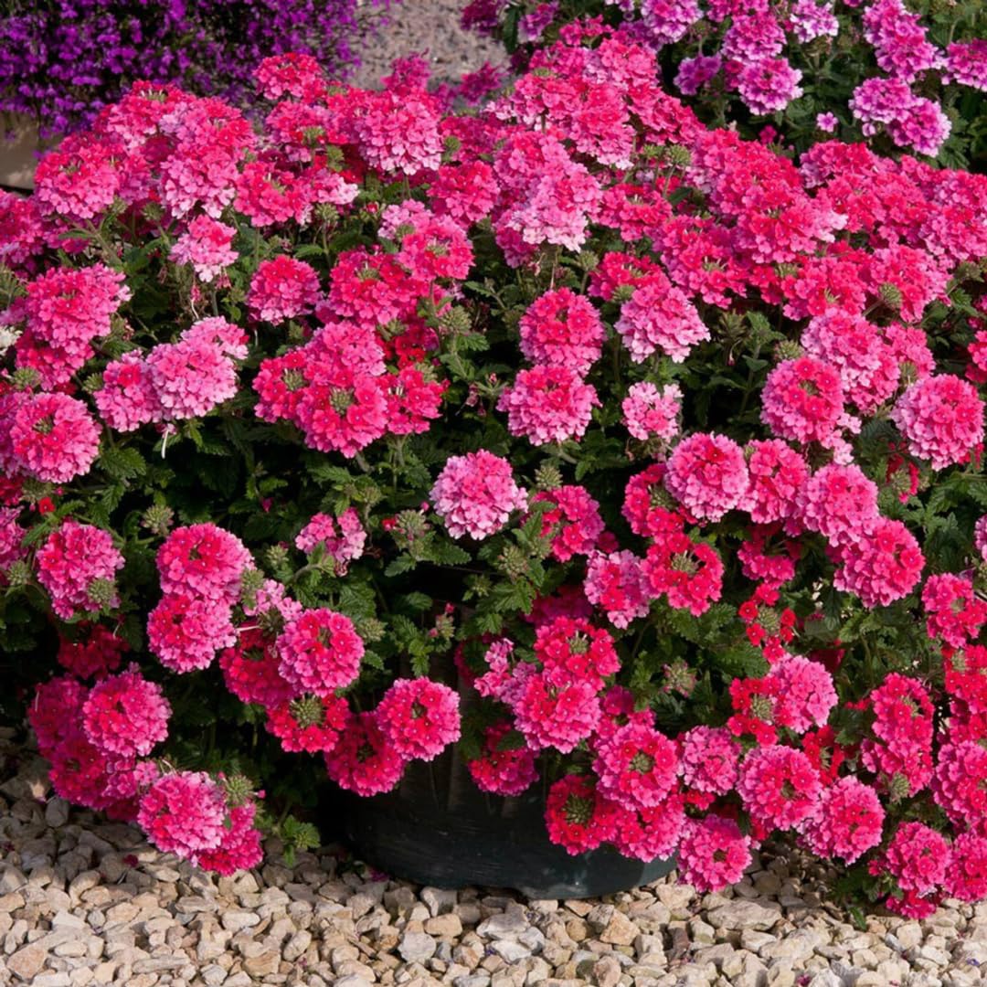 Pack 4 Pink Perennial Verbena Plants, Pink Verbena Live Plants, Verbena Flower Trailing Plants Live for Planting, Pink Verbena Plants in Zones 7 to 11