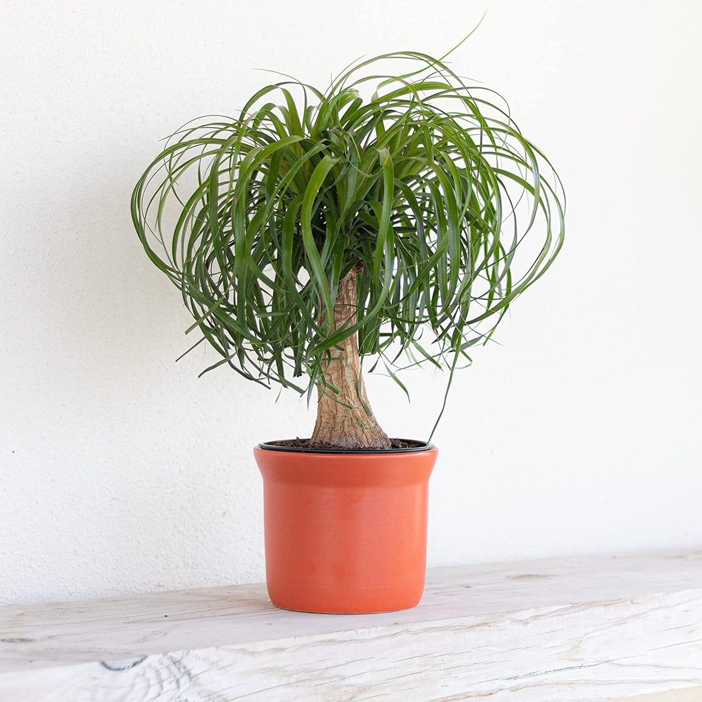 Ponytail Palm Live Plant by United Nursery, 14–16 inches Tall in 6 inch Plant Pot, Easy to Maintain Indoor House Plant for Home, Patio, or Office Decor