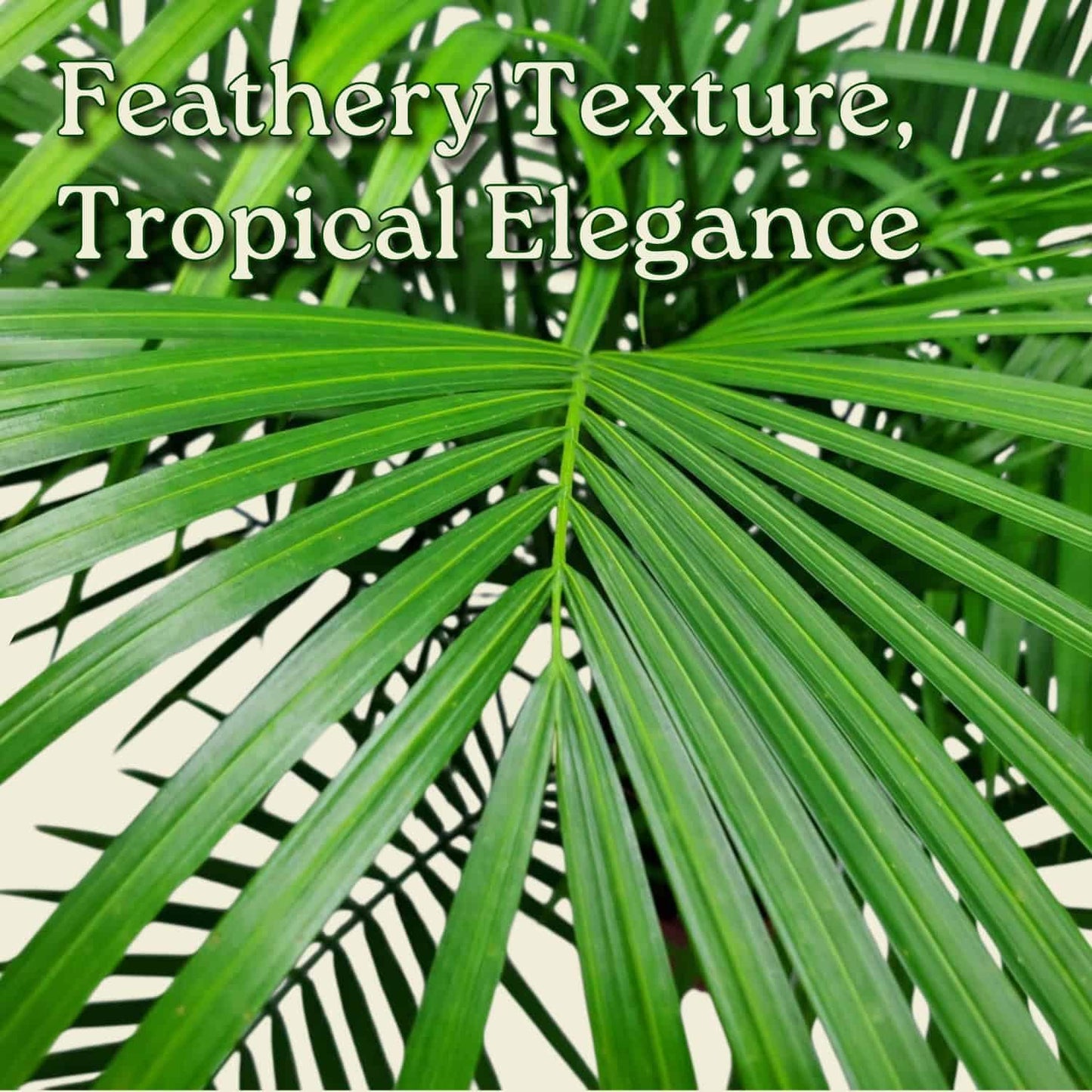 Majesty Palm - Live Palm Tree Plant - Tropical Plants of Florida - Overall Height 34" to 38" (Plant in Growers Pot)