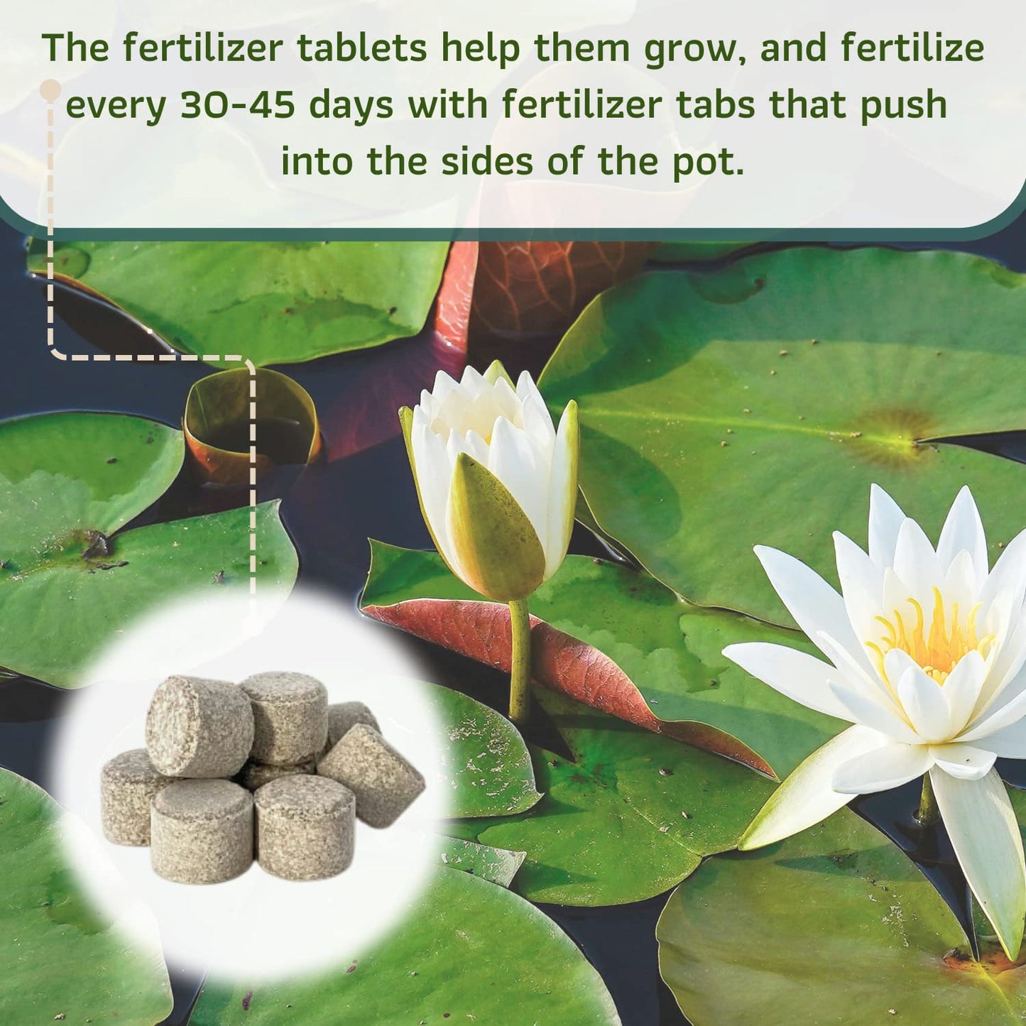 Mainam Mixed Colorful Hardy Water Lily Tuber Live Aquarium Plant for Freshwater Fish Pond Balcony Buy 2 GET Fertilizer Free (Pink Nymphaea Rose Arey)