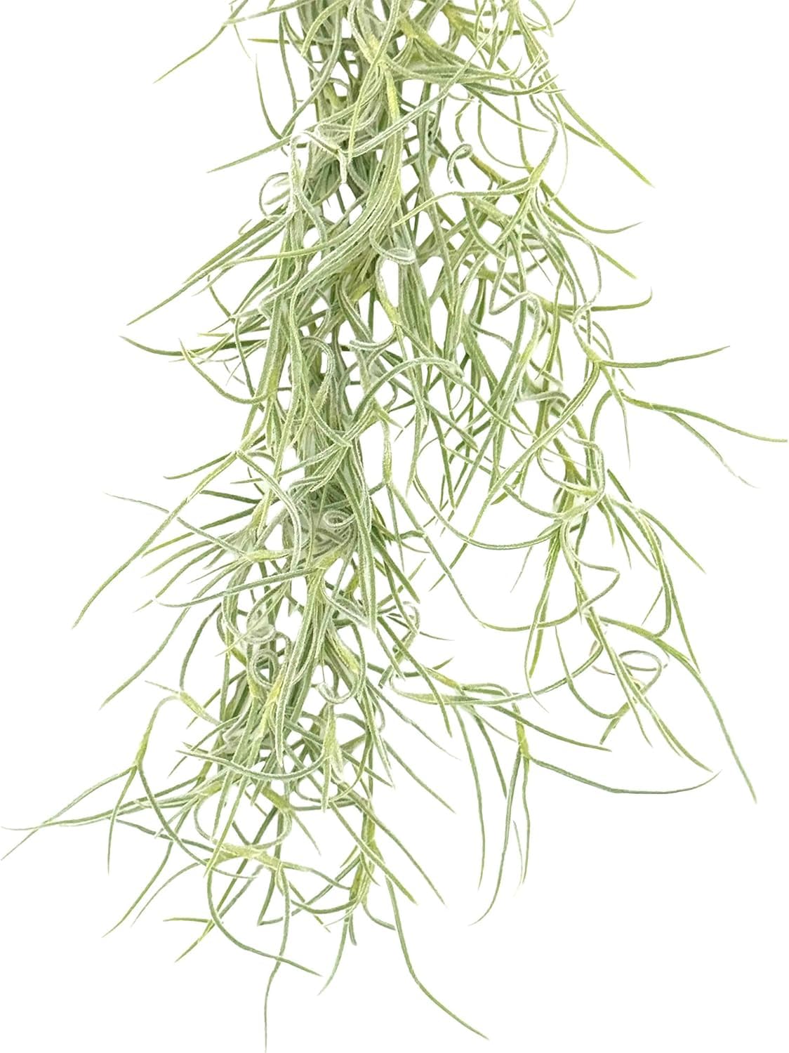 ragnaroc Tillandsia Usneoides ‘Thick-Colombian Spanish Moss’ - ragnaroc Indoor Tropical Plant 16” / 1 oz - Live Arrival Guaranteed - Live Air Plant & House Plants for Home Decor & Gift