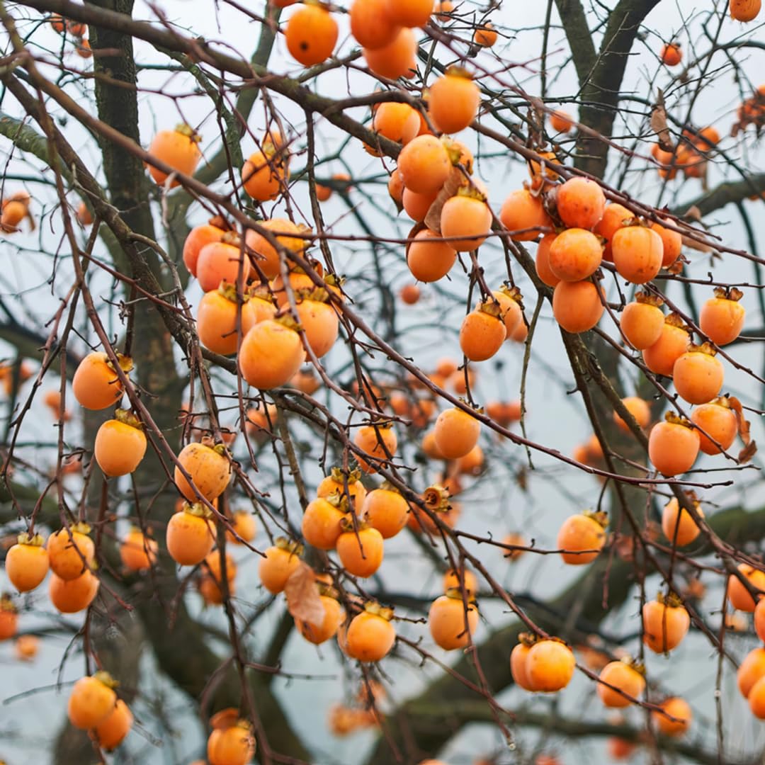 American Persimmon Tree Live Plant, Persimmons Fruit Plant Live, Zone 9 to 11, 5 to 7 Inc Tall Well Rooted