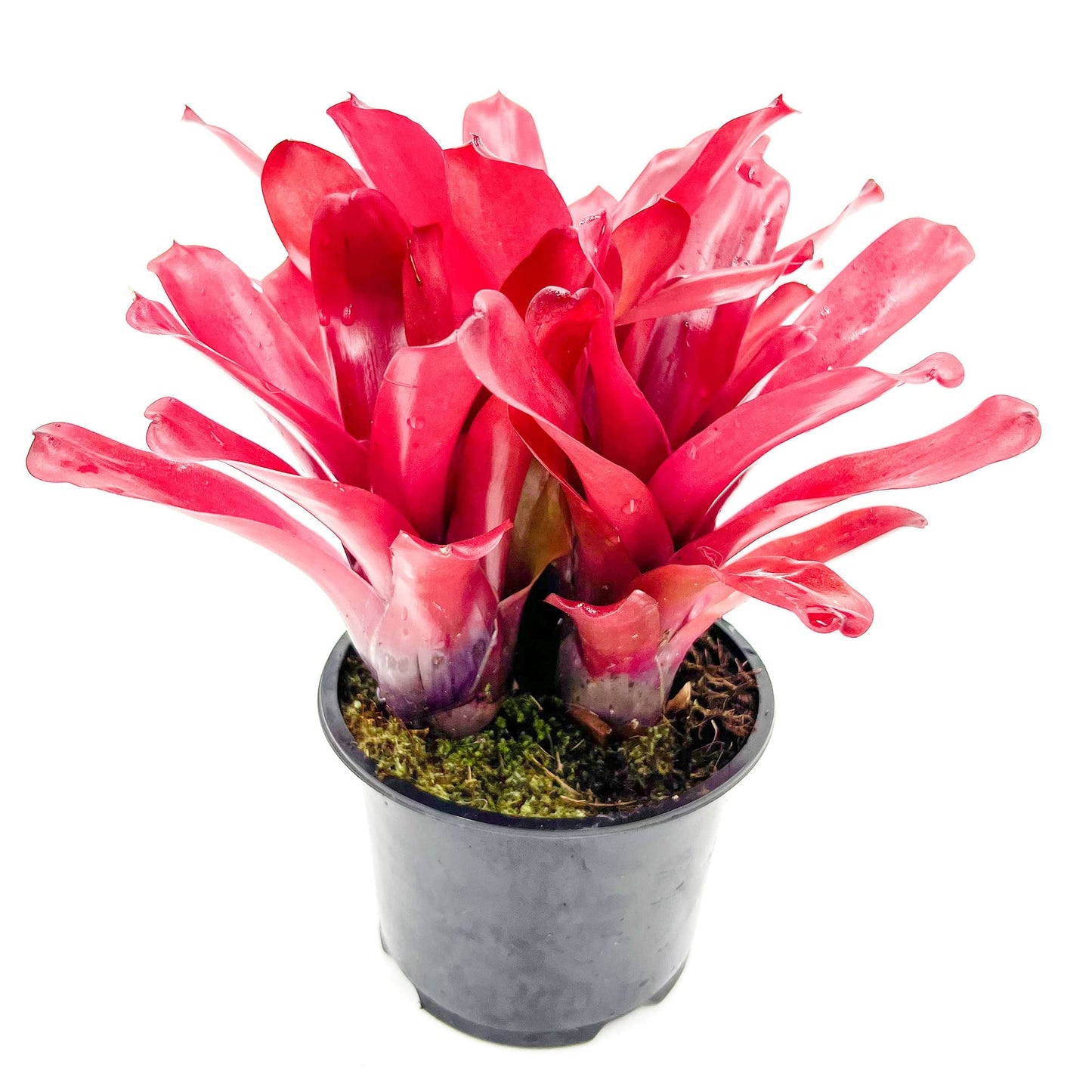 ragnaroc Live Plants - Bromeliad Neoregelia 'Super Fireball', 10-12" in 6" Pot - 1ct - Live Arrival Guaranteed - House Plants for Home Decor & Gift