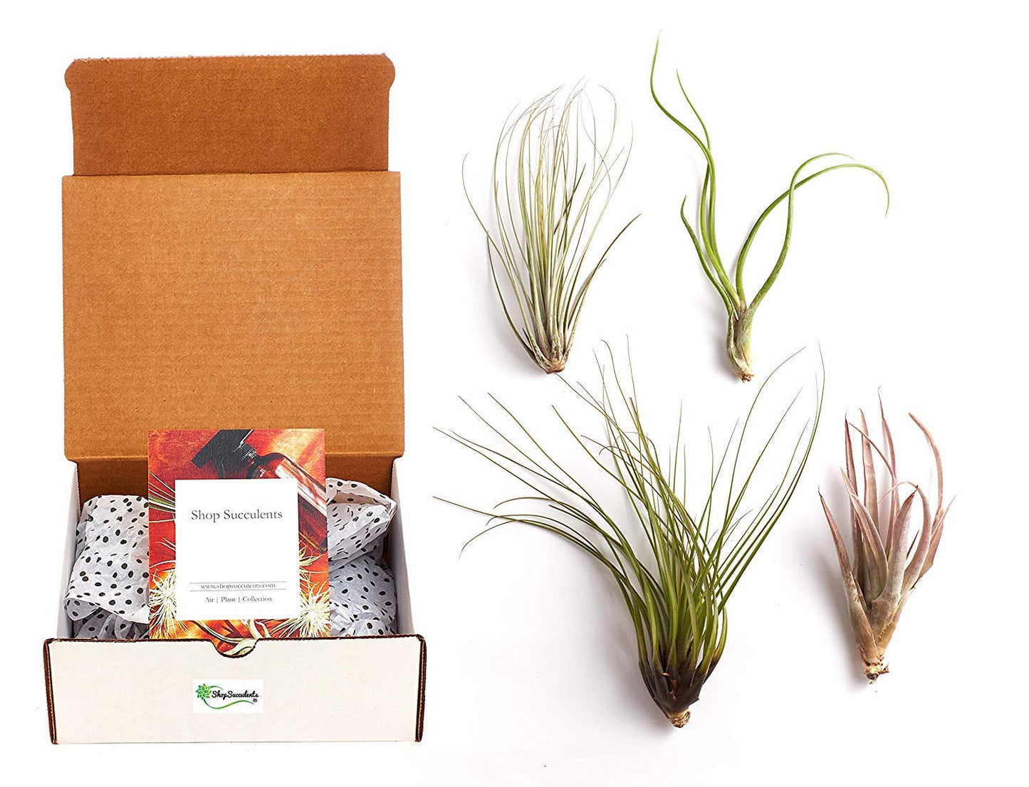 Shop Succulents | Ionantha Air Collection of Live Air Succulent Plants, Hand Selected Variety Pack of Large Air Succulents | Collection of 4