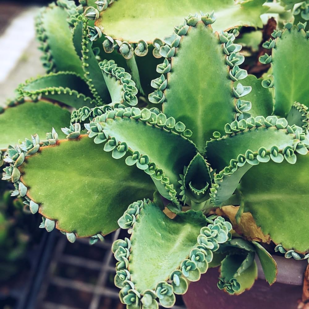 Kalanchoe Mother of Thousands Plant Live in 4 Inch Pot Rooted Plant, Kalanchoe Succulent Live Plants Indoor Outdoor, Easy to Care, Great for Home Office Wedding Decorations DIY Projects Party Favor.