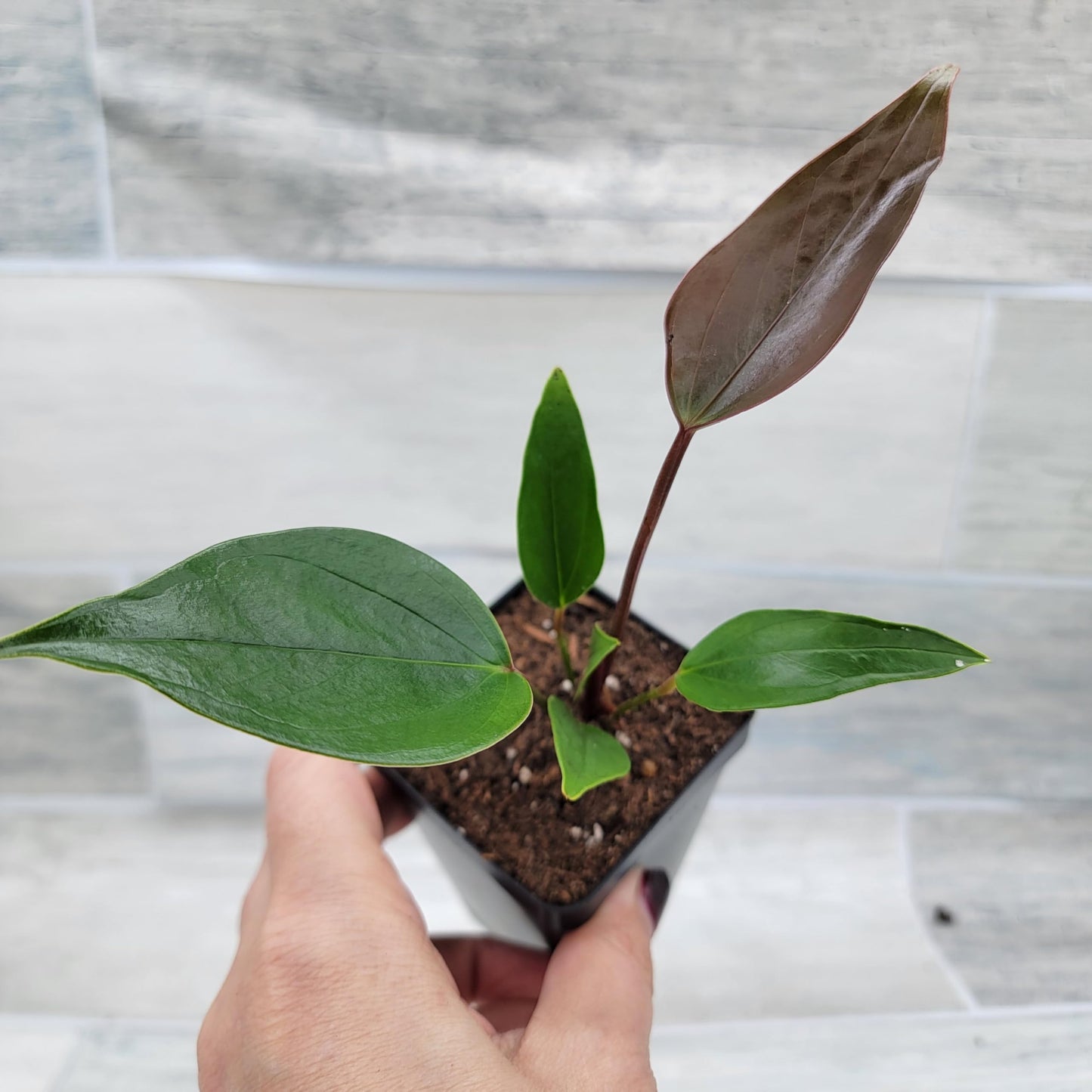 Anthurium Tiny Purple in 4 inch Nursery Plant Pot Live Rare Exotic Tropical Indoor House Plants Easy to Grow Housewarming Gift Decoration Gift for Home or Office by 3exoticgreen