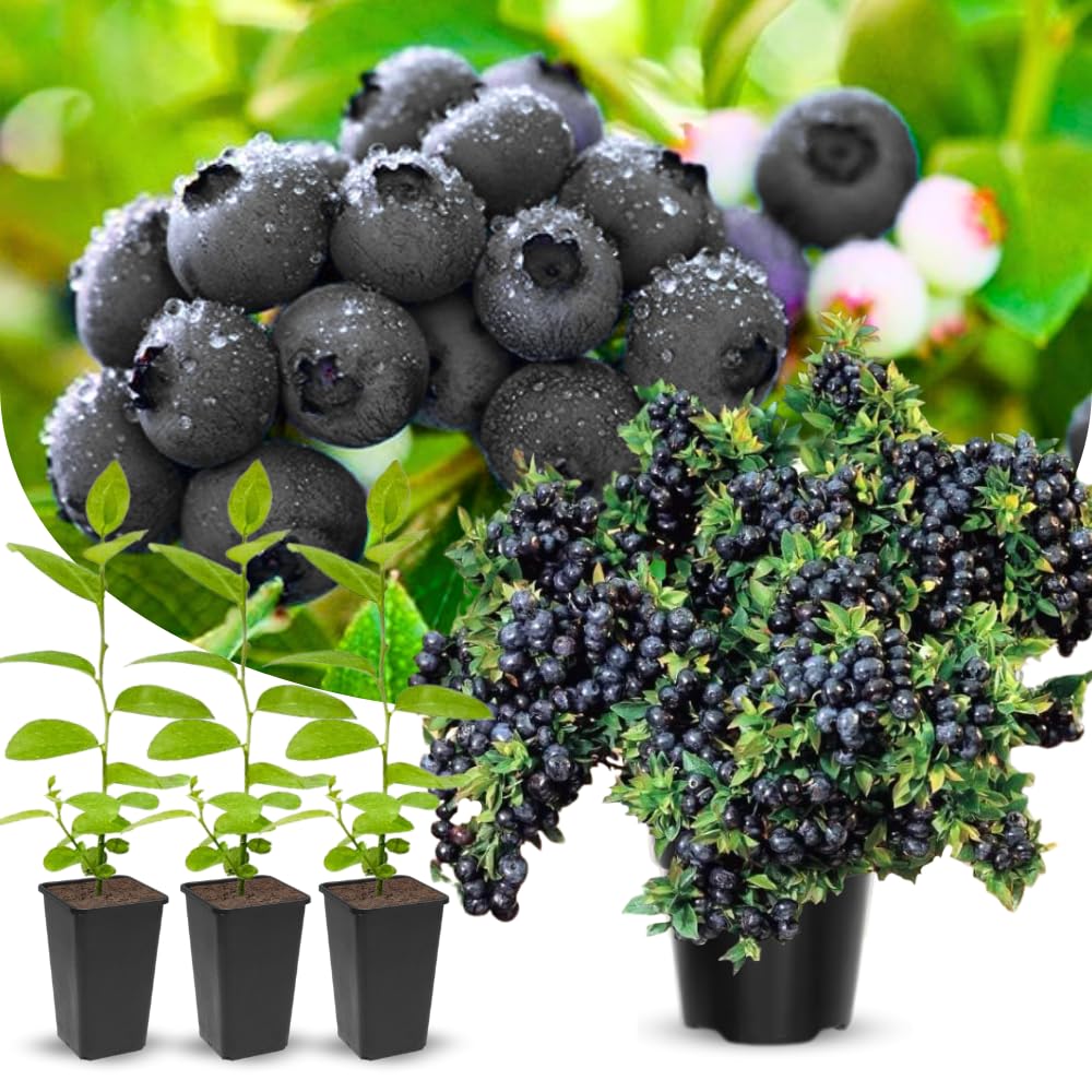 2 Black Huckleberry Trees Live Plants, Starter 4-6 Inc Tall in 4 Inc Pot, Well Rooted, Dormant, Huckleberries Blueberry Like, Sweet