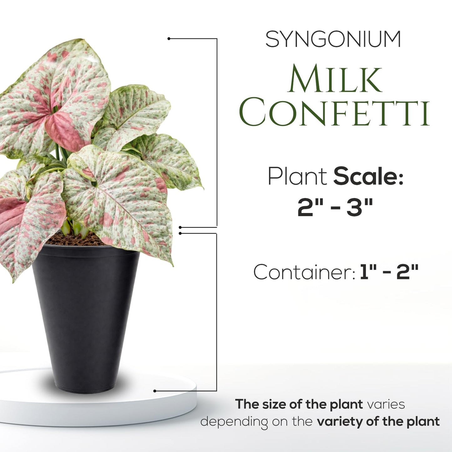 Syngonium Confetti Plant (4 Pack) Rare Live Starter Plants, Variegated Arrowhead Vine Houseplants, Easy Care Indoor Tropical Plants Live, Pink Foliage Houseplants