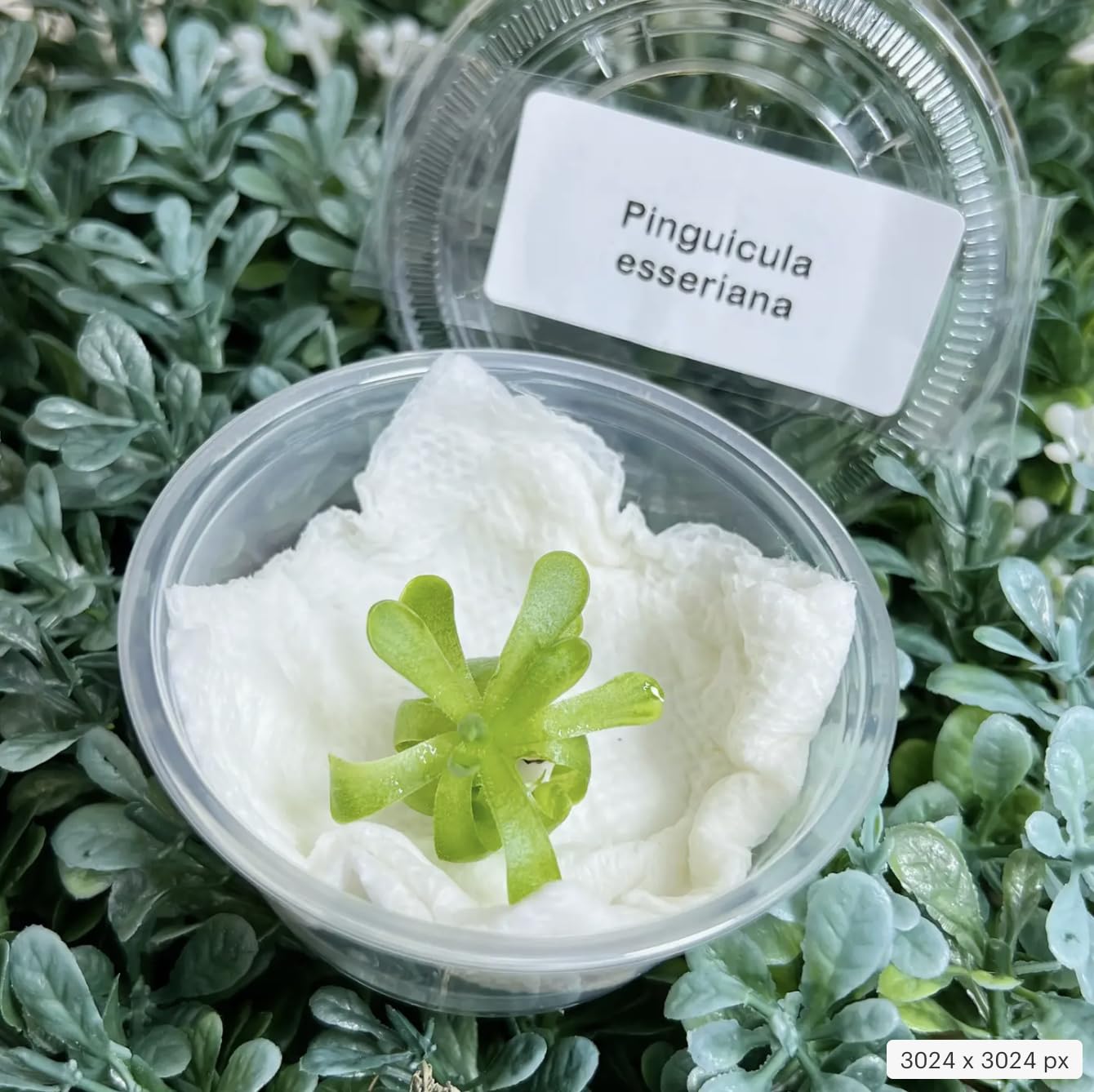 Pinguicula esseriana - Mexican Butterwort: A Unique Carnivorous Plant for Enthusiasts