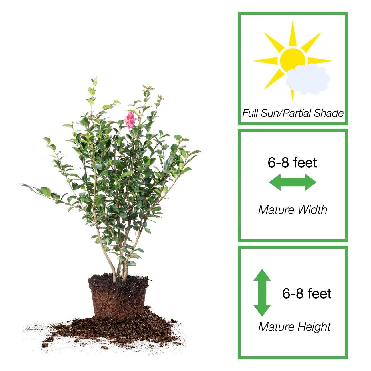 Perfect Plants Kanjiro Camellia Shrub 3 Gallon | Live Plant for Outdoor Planting | Hot Pink Flowers with Evergreen Foliage | Perfect for Sun or Shade Garden