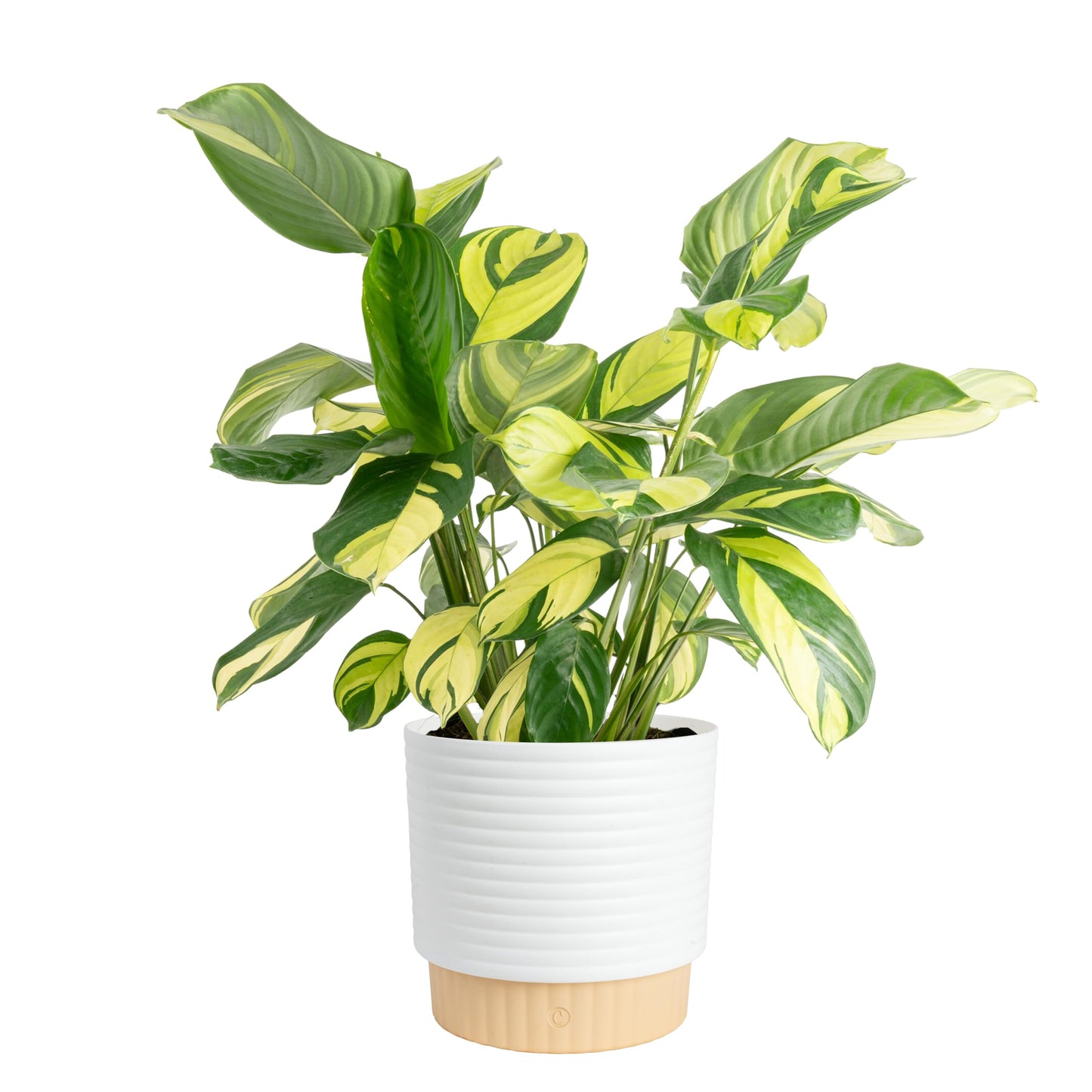 Costa Farms Calathea Live Plant in Decorative Pot, Large Indoor Houseplant, Perfect for Home, Room, or Office Decor, Great House Warming or Birthday Gift, 2-3 Feet Tall