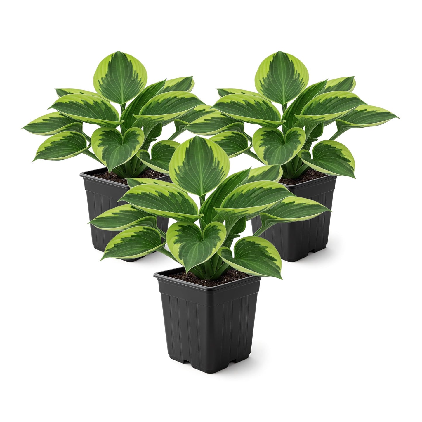 Live Perennial Hosta - Golden Tiara (3 Plants Per Pack) Beautiful Accent Plant, 10" Tall by 4" Wide in 1 Qt Pot