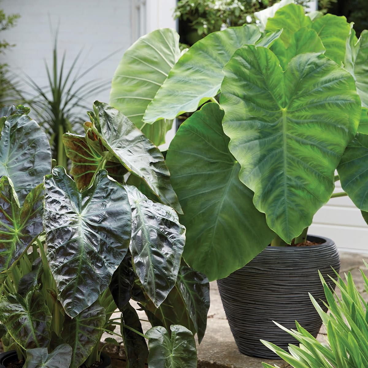 Van Zyverden Elephant Ears Royal Hawaiian Aloha Set of 1 Bulb