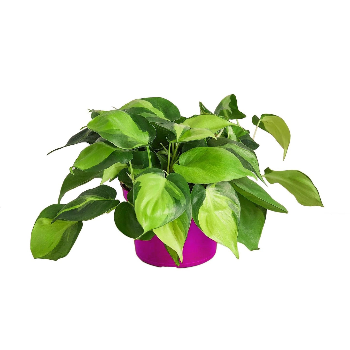 2 Pack Philodendron 'Brasil' in 6in Pot - Live Tropical Houseplant - Easy to Grow | Air Purifying | Variegated | USA Growers | The Snobby Leaf