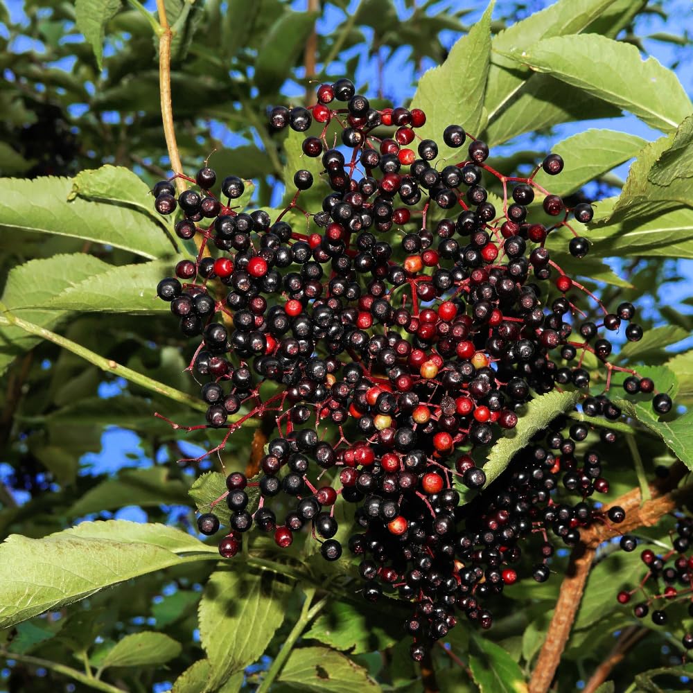 Black Elderberry Bushes Live Plant, Edible Black Elderberries Shrubs for Gardening in Quart Pot, 6-10 Inches