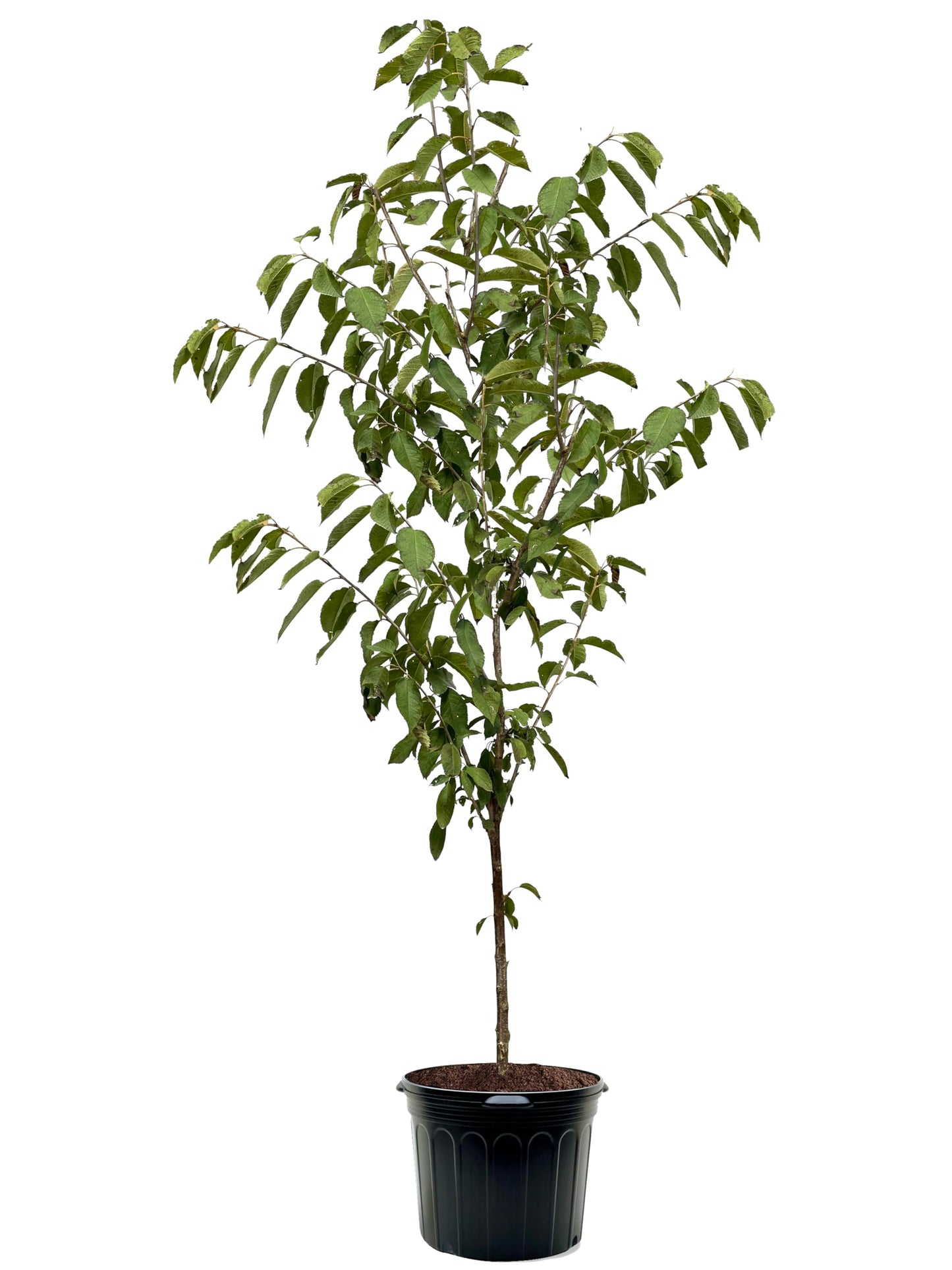 American Plant Exchange Cherry Tree 'Lambert' Semi-Dwarf – Live Fruit-Bearing Plant, 5-Gallon Pot, Cold Hardy, Sweet Edible Cherries for Outdoor Orchards and Landscapes