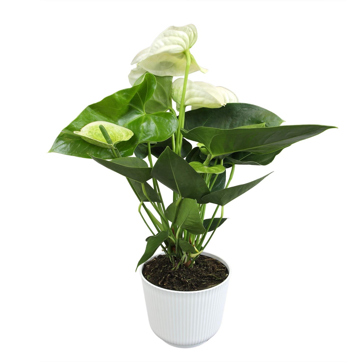 White Anthurium Live Sympathy Plant (Approx 18-21" Tall), Easy to Grow Flowering Houseplant in 6" White Decor Pot by Plants for Pets