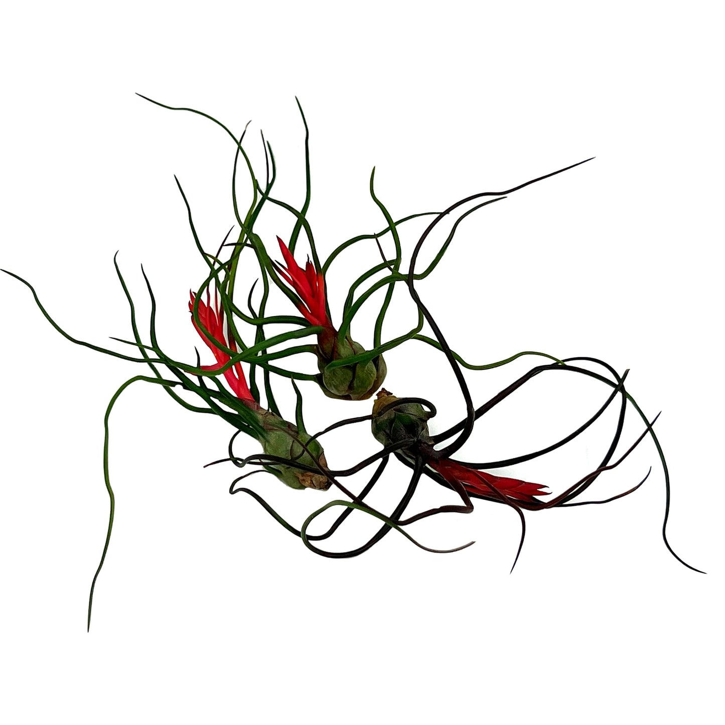 ragnaroc Air Plants - Flowering Tillandsia Bulbosa Guatemala, Large 3-5" - 3ct - Live Arrival Guaranteed - House Plants for Home Decor & Gift