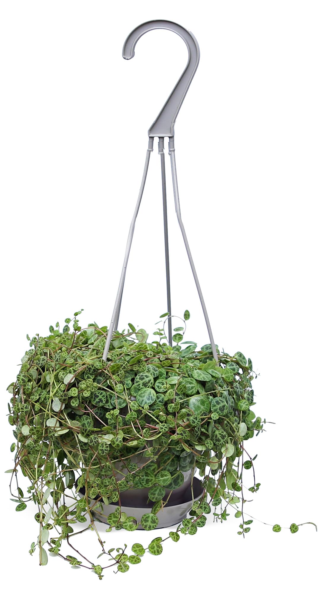 Live String of Turtles, Peperomia Prostrata, Jade Necklace, Gardener Gift, Wedding Decor, Housewarming Gift for The First Home, Office Gift, Indoor Plant in 4.5" Hanging Basket
