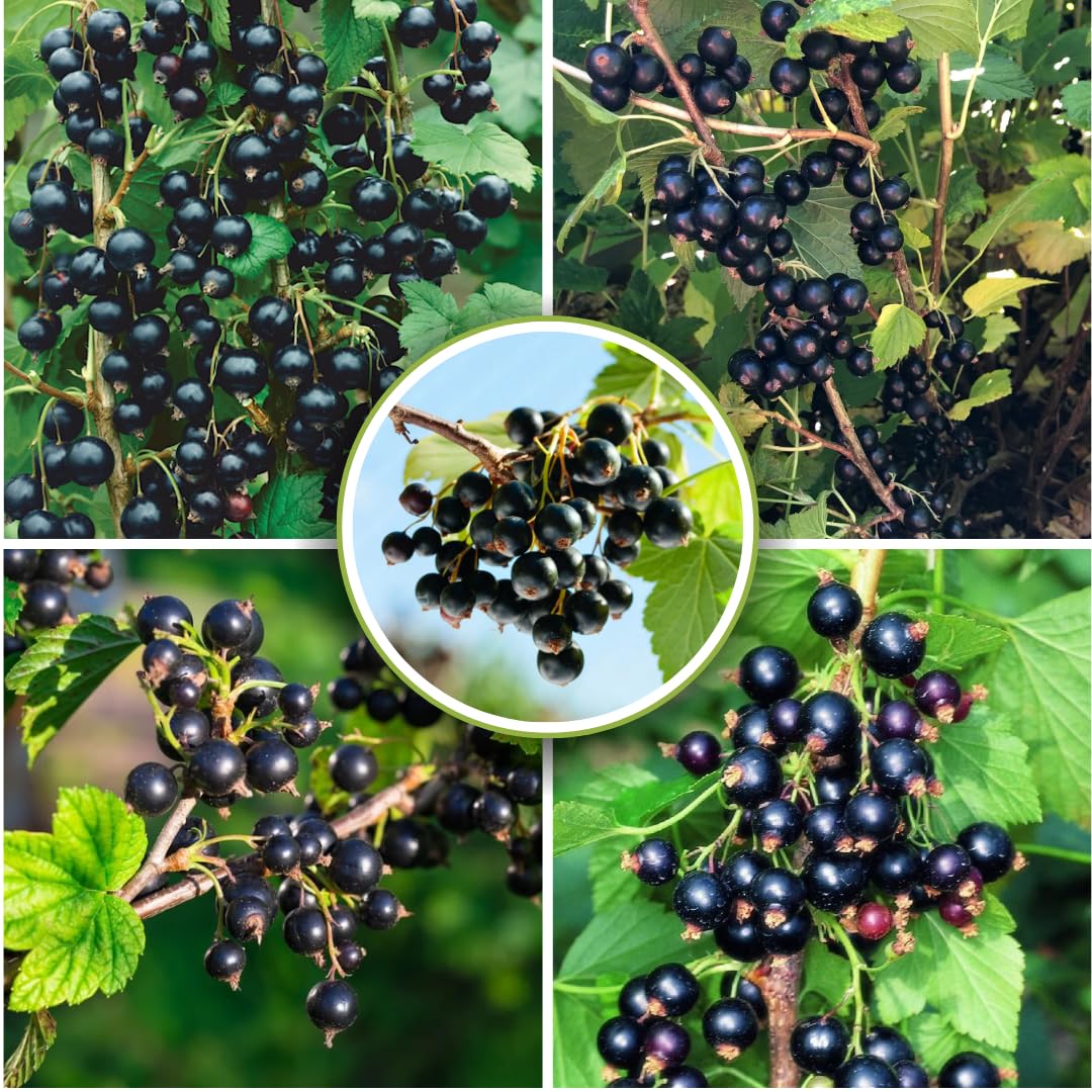 1 Live Currant Bush Plant Fast Growing, Ready Bear Fruit Within 1 Year - No NC, WV, NH, 6-14" Tall, Great for Backyard or Orchard Growing, Currant Plant (Random)