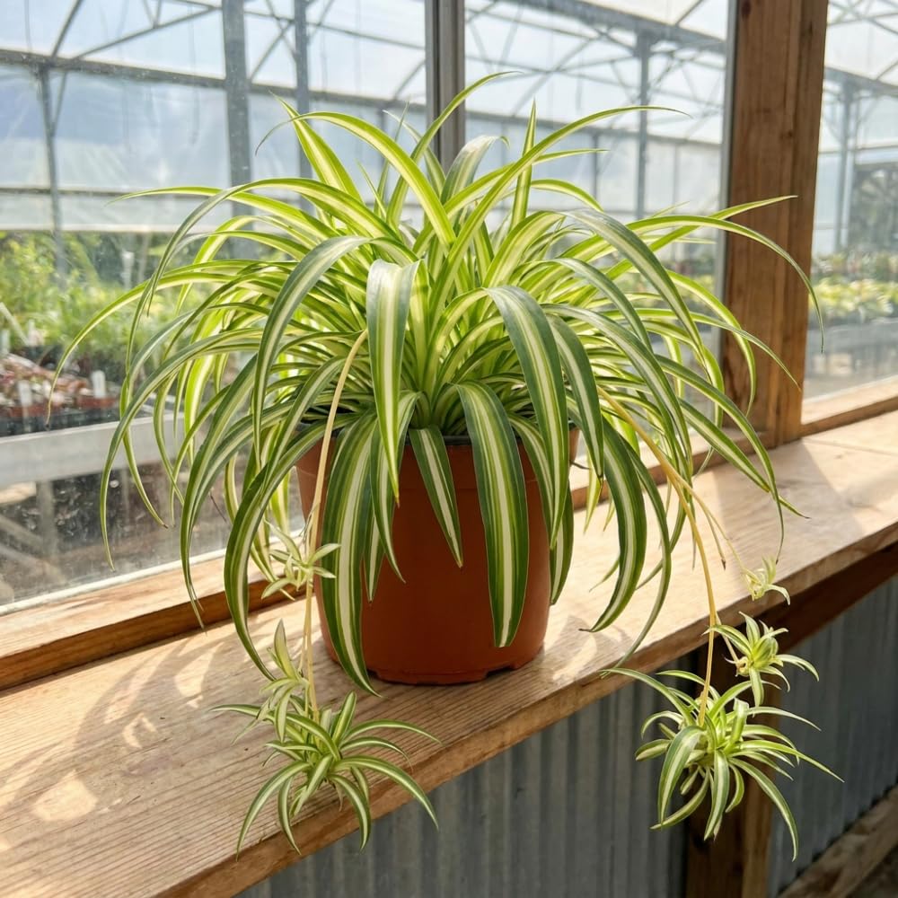 Variegated Spider Plant Live, 4-6" Tall in 4" Pot, Chlorophytum Comosum Indoor Houseplant, Variegated Green and White Leaves, Fully Rooted, Suitable Home and Office Decor