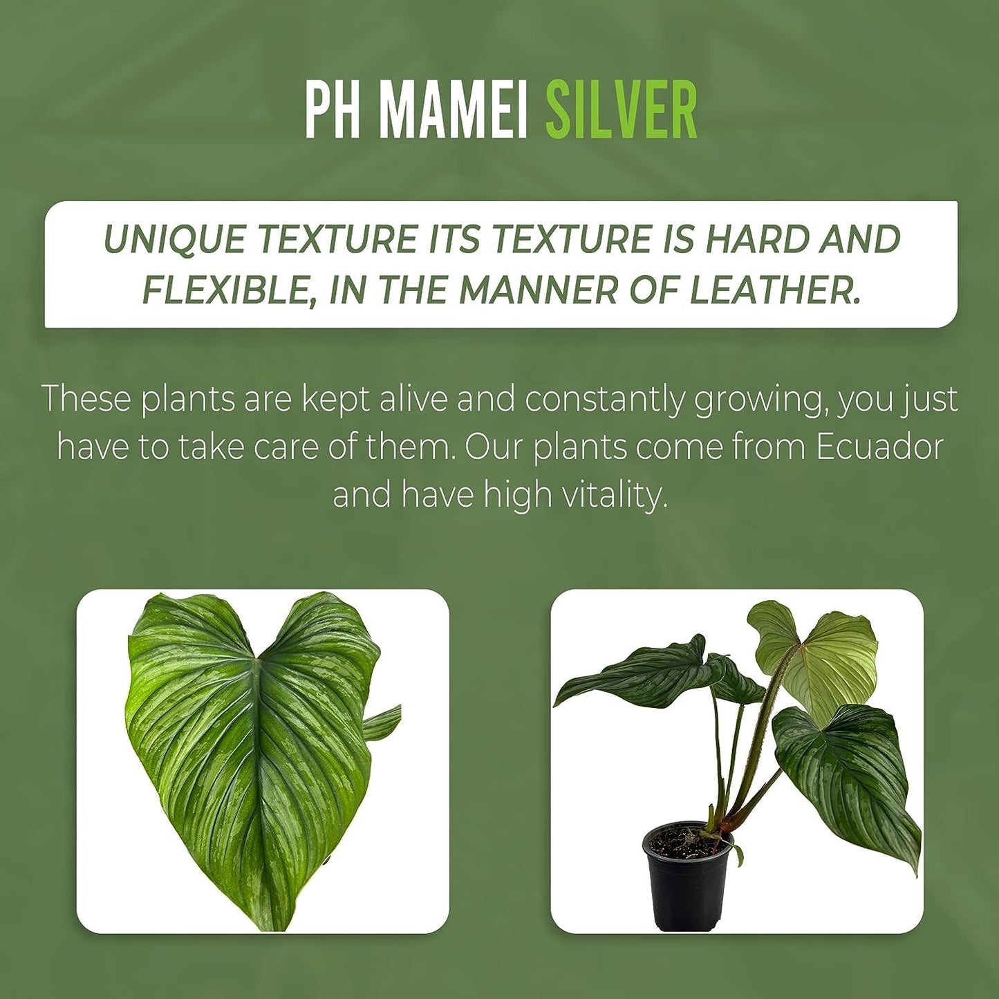 LEAL PLANTS ECUADOR Philodendron Mamei Silver (Pack of 2)| Live Elephant Ear Plant for Indoor | King of Spades Philodendron | Green Tropical Houseplant |Unique Gift for Plant Lovers