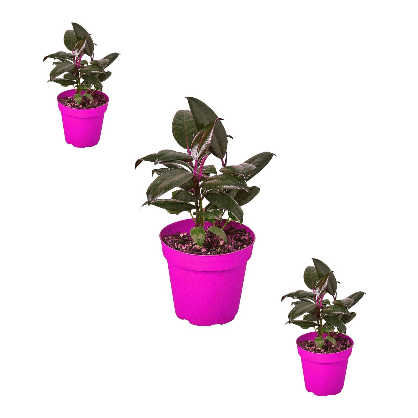 3 Pack Ficus Elastica 'Burgundy' in 4in Pot - Live Plants Tropical Houseplants | Variegated | USA Growers | The Snobby Leaf