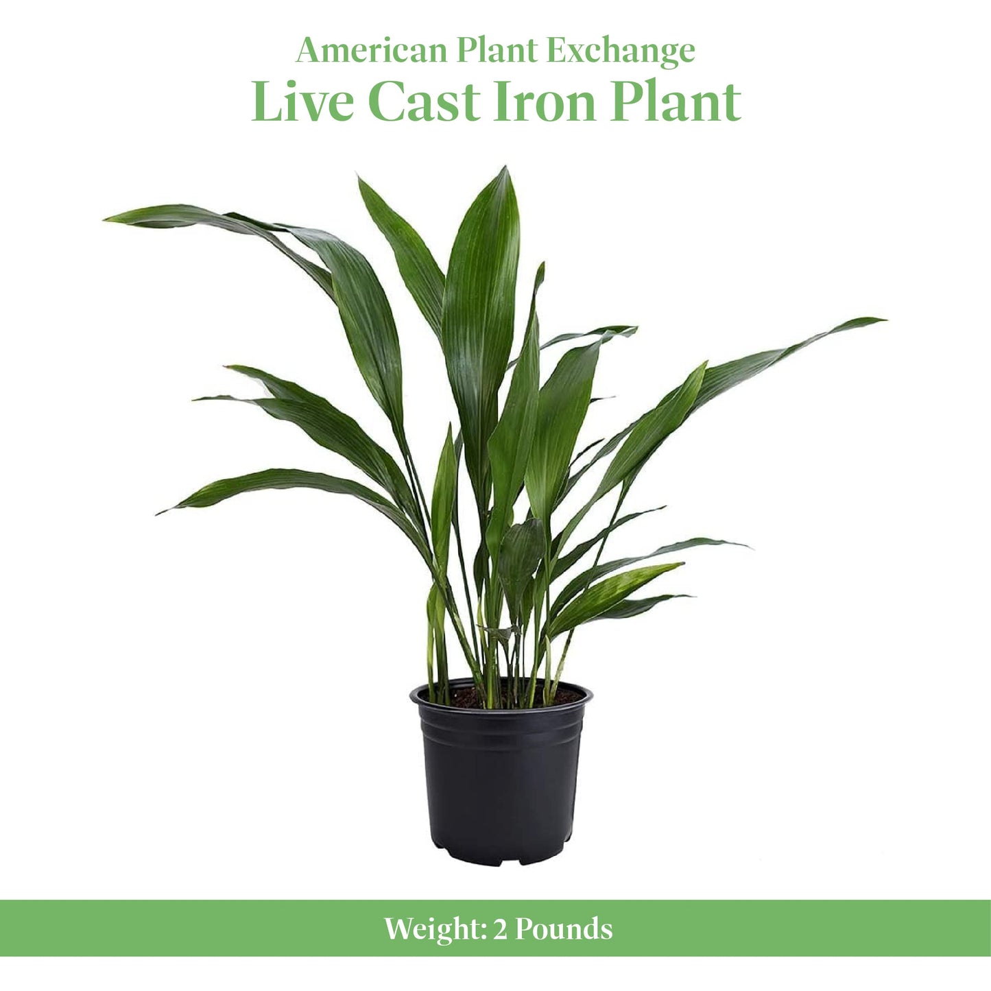 American Plant Exchange Cast Iron Plant – Live 6-Inch Potted Evergreen, Low-Maintenance Hardy Houseplant, Drought-Tolerant & Low-Light Indoor Plant for Home, Office & Shade Gardens