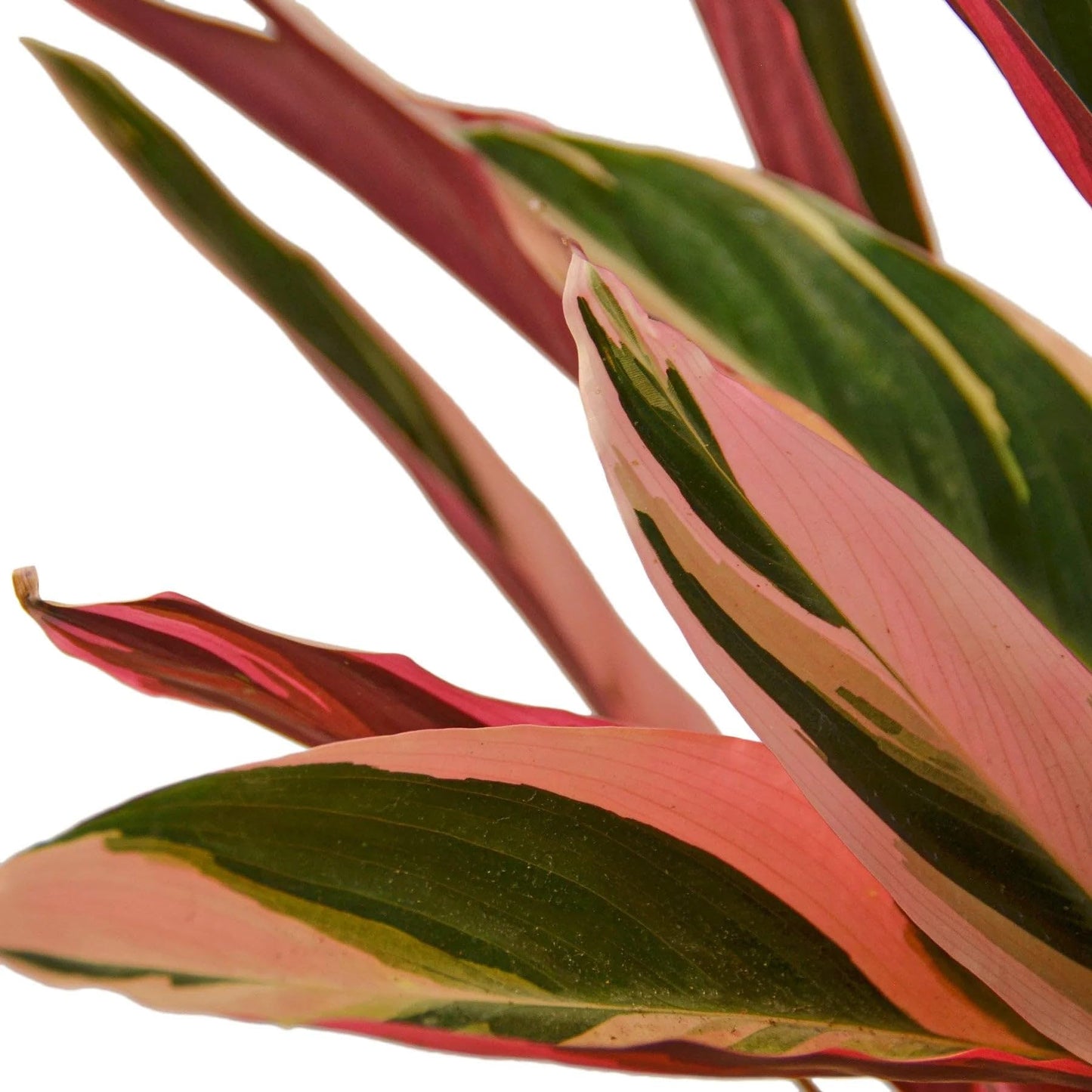 Stromanthe Triostar in 4in Pot - Live Plants Tropical Houseplants | Variegated | USA Growers | The Snobby Leaf