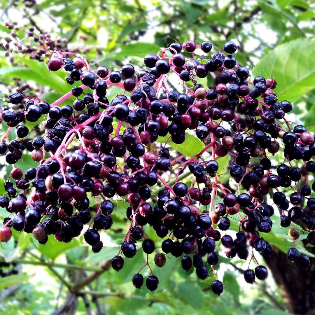 Sweet Elderberry Plant Live Tree 1 Year Old, Perennial Fruiting Shrub, 6-10" in Tall, Spring Planting Outdoor