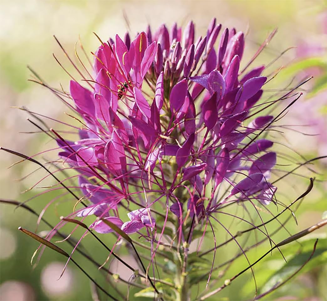 Pure White Cleome - White Queen Spider Plant Seeds - Nectar Flower for Monarch Butterflies - 1000 Seeds -