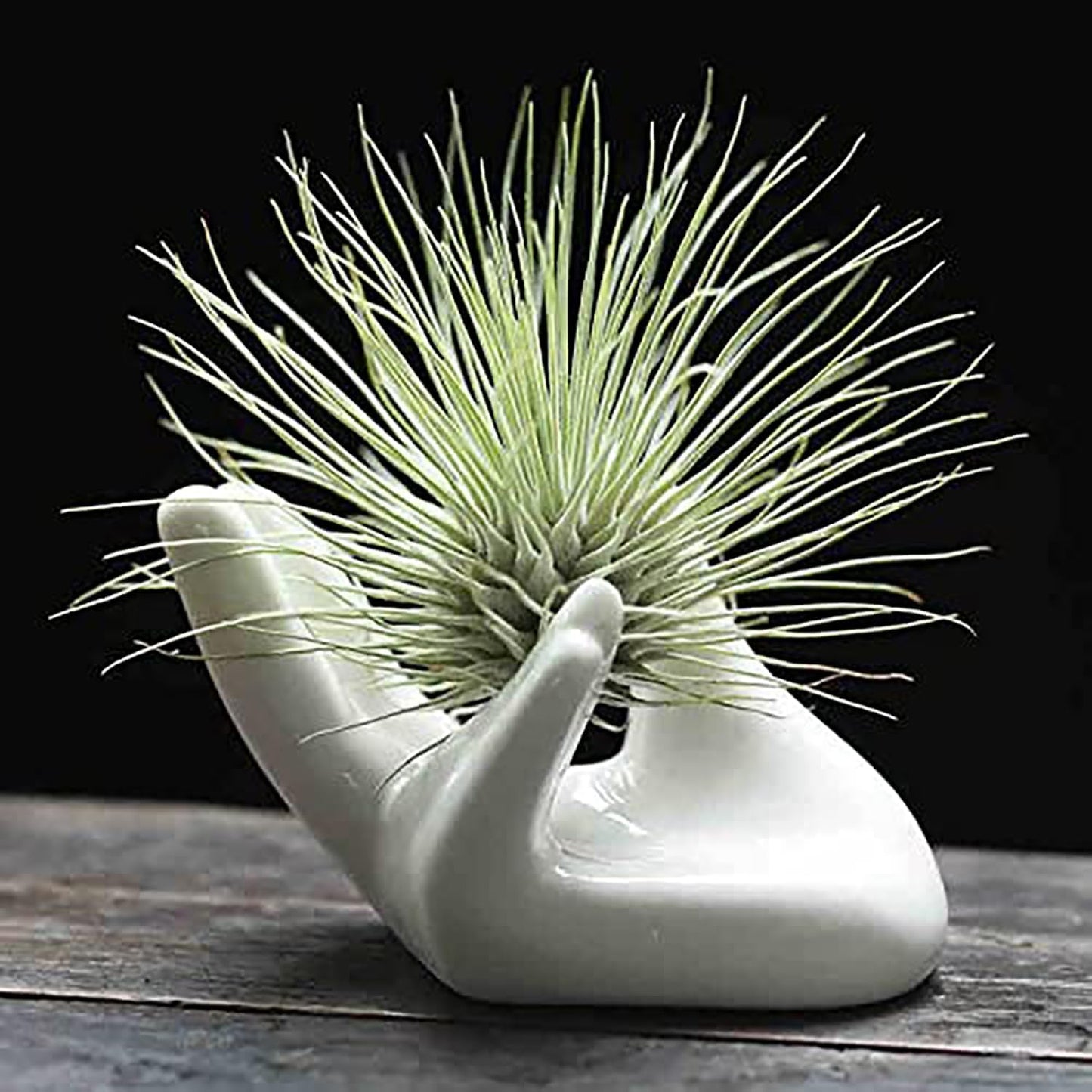 Dahey Mini Air Plant Holder Cute Ceramic Hand Shape Stand Airplants Tillandsia Small Container Pot Plant Decorative Home Decor for Desk Table Shelf, White, 1 Pack (No Plant Included)