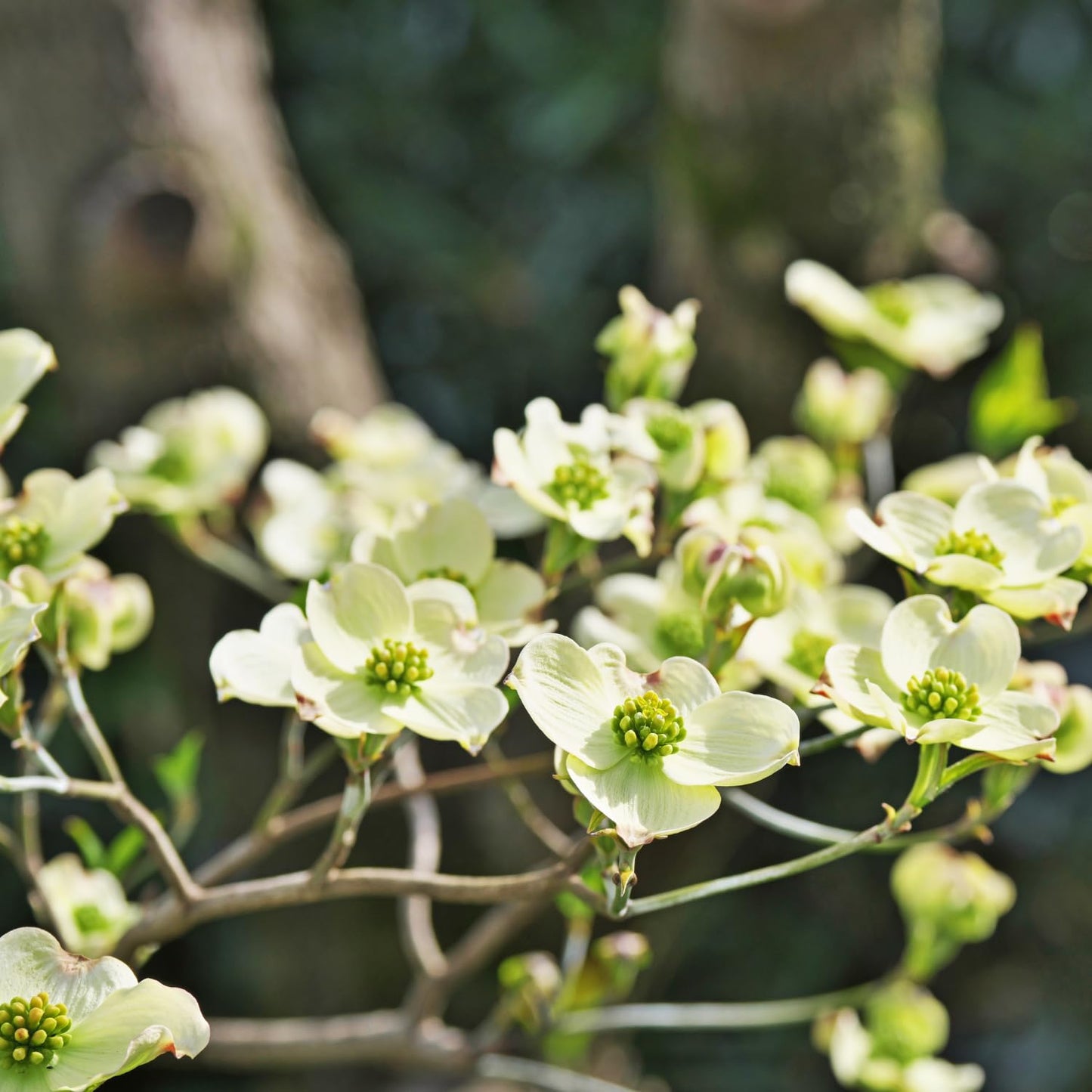2 White Dogwood Tree Live Plants Bare Roots, 12 to 18'' Tall, Dogwood Flowering Plant Live