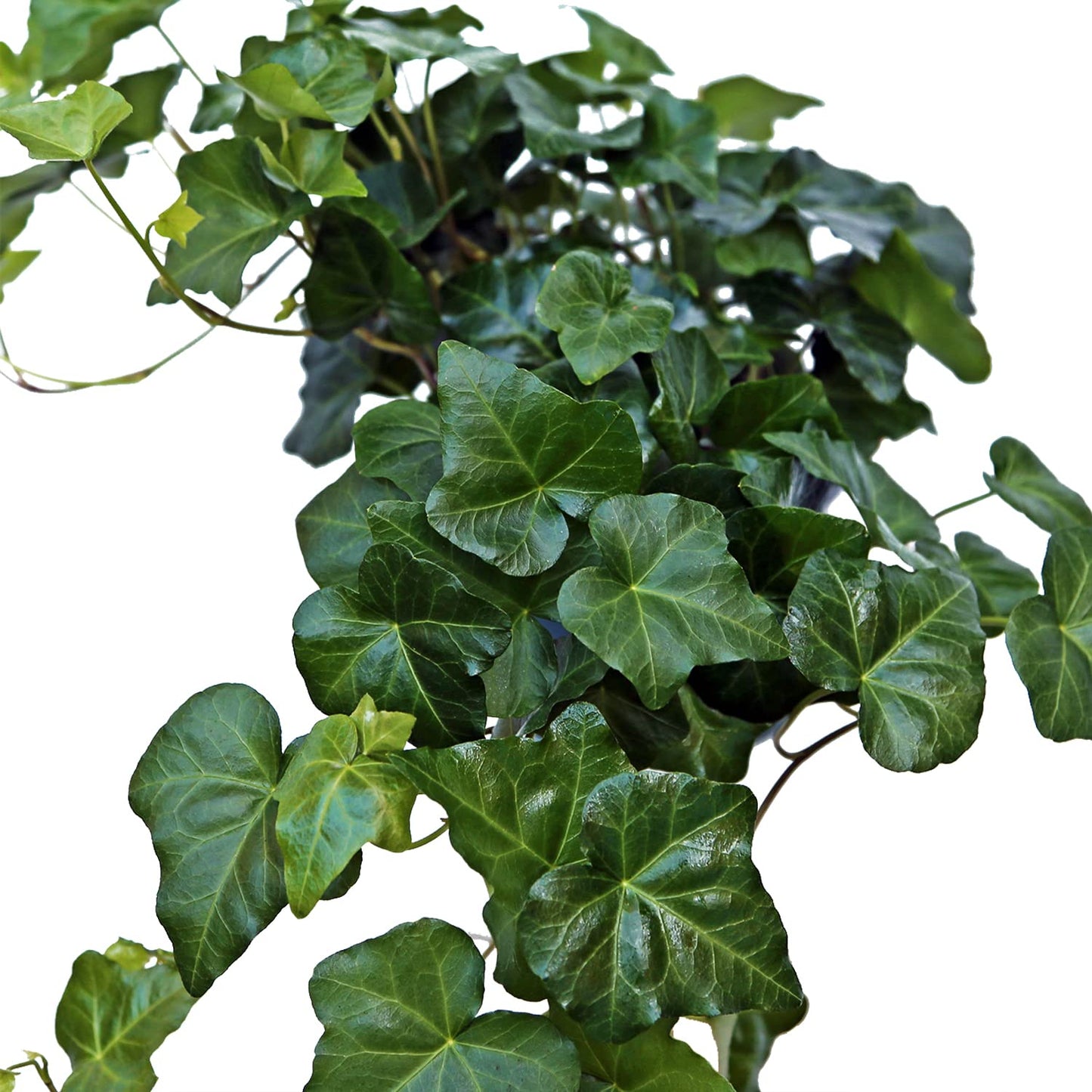 Live Ivy Plant, Hedera Helix, English Ivy, Trailing Indoor Plant, Housewarming Gift, Plant Lover Gift, Live Home Decor, Father's Day Gift Plant in 6" Pot