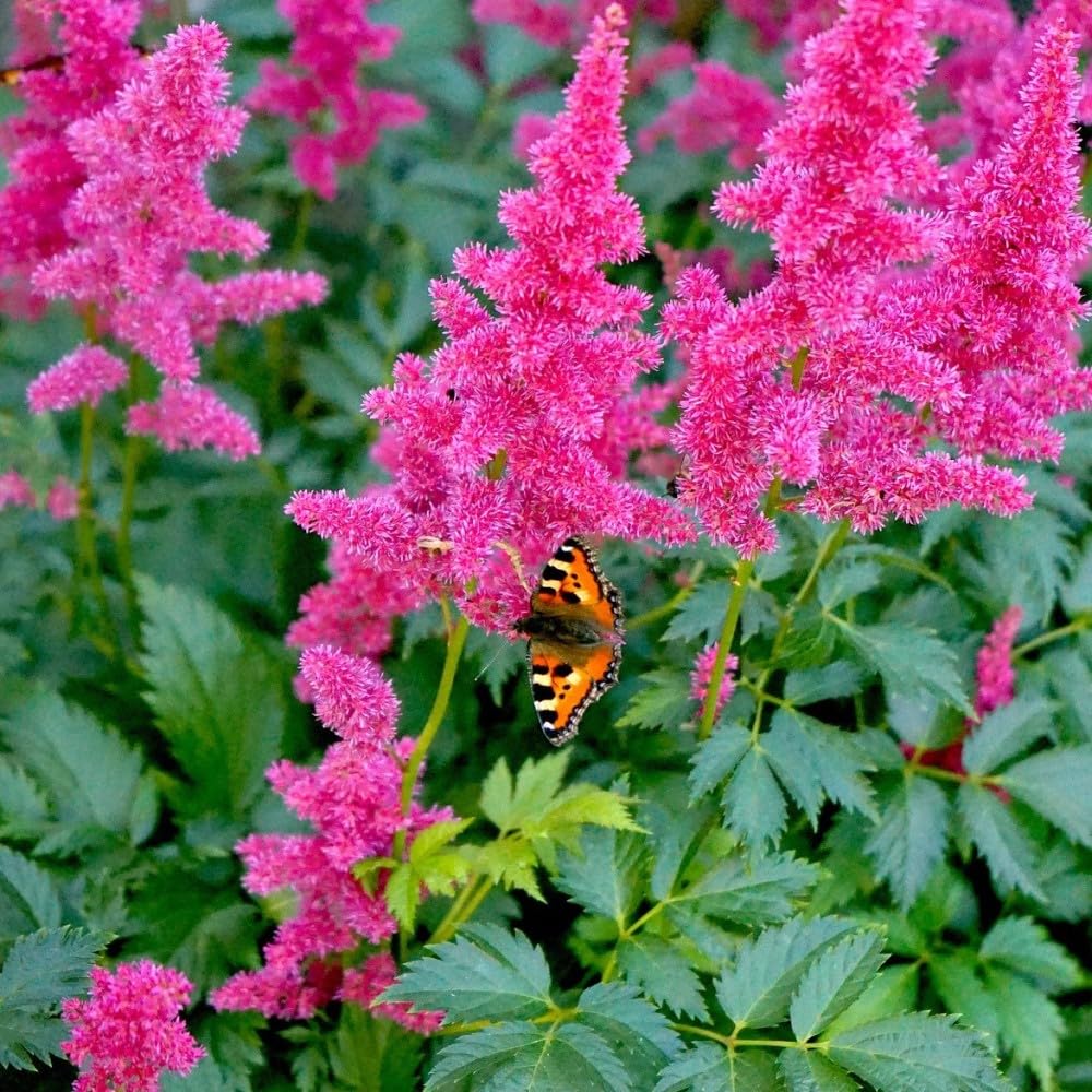 Giant Plume Assorted Astilbe Flowers - 3, 6, or 9 Bulbs -Attracts Butterflies, Bees & Hummingbirds - Great Gardening Gift (6 Bulbs)