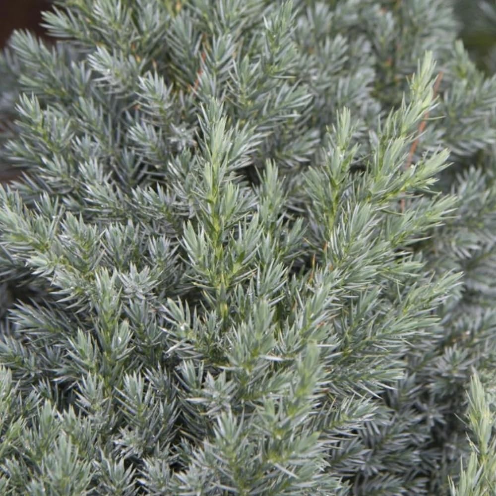 Spiny Greek Juniper (4)