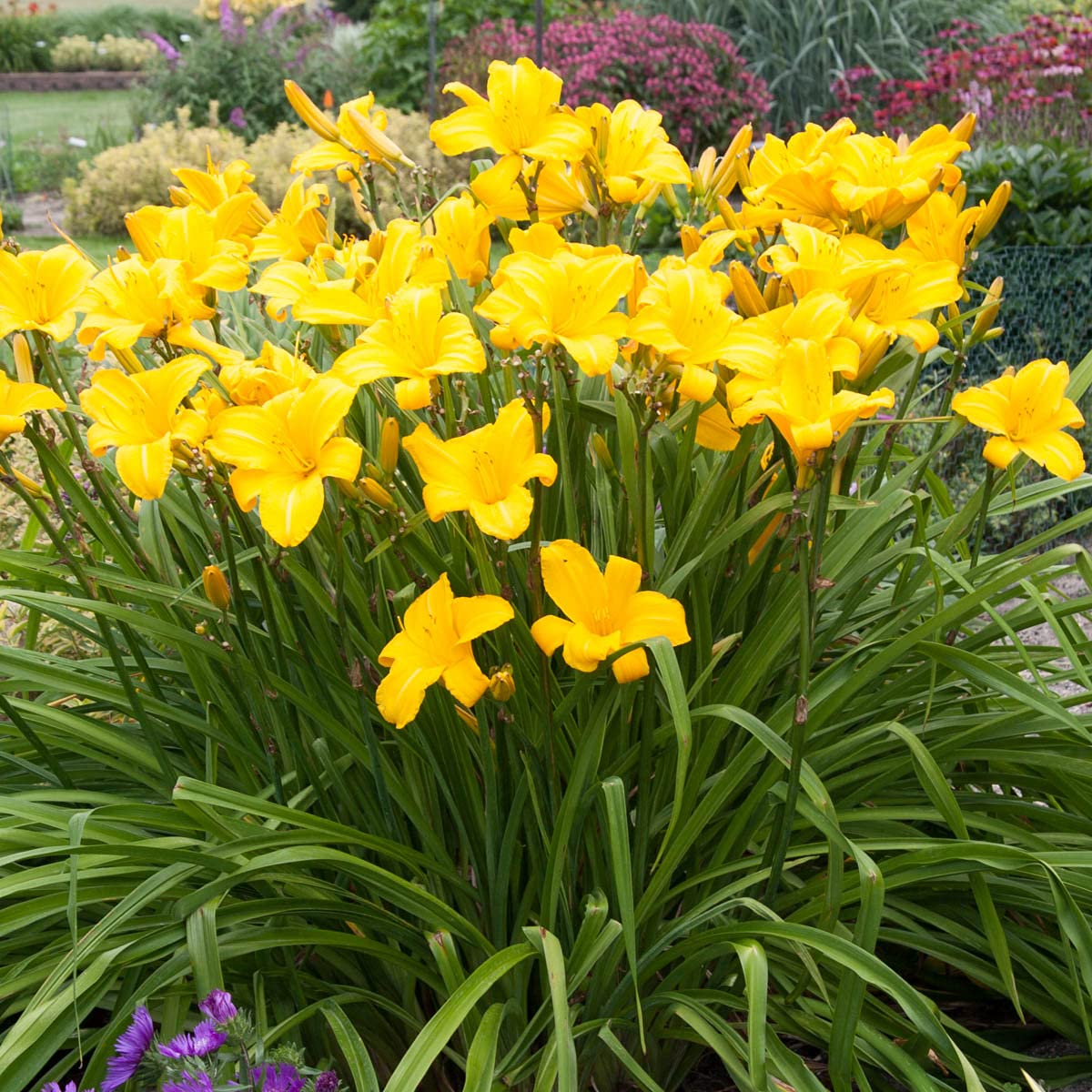 GARDENS ALIVE! - Buttered Popcorn Yellow Flowering Daylily Hemerocallis Dormant Bare Root Perennial Starter Plant Roots, 3 Plants per Offer