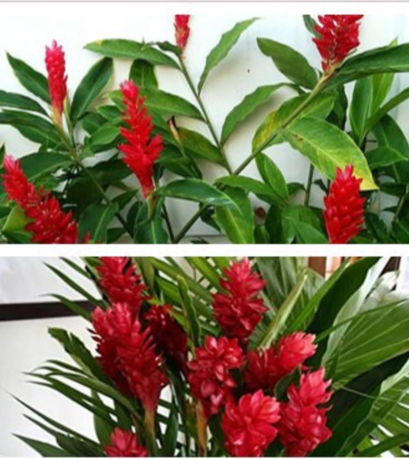 Live Plant - Hawaiian Red Ginger-Alpinia Purpurata- Small Rooted Starter Plant
