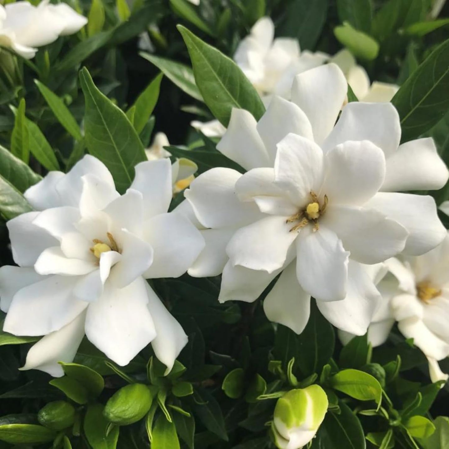 2 Jasmine Plant Live, Frost Proof Gardenia Plants Cape Jasmine Live Plant Between 5 and 7Inc Tall Outdoor Planting Indoor
