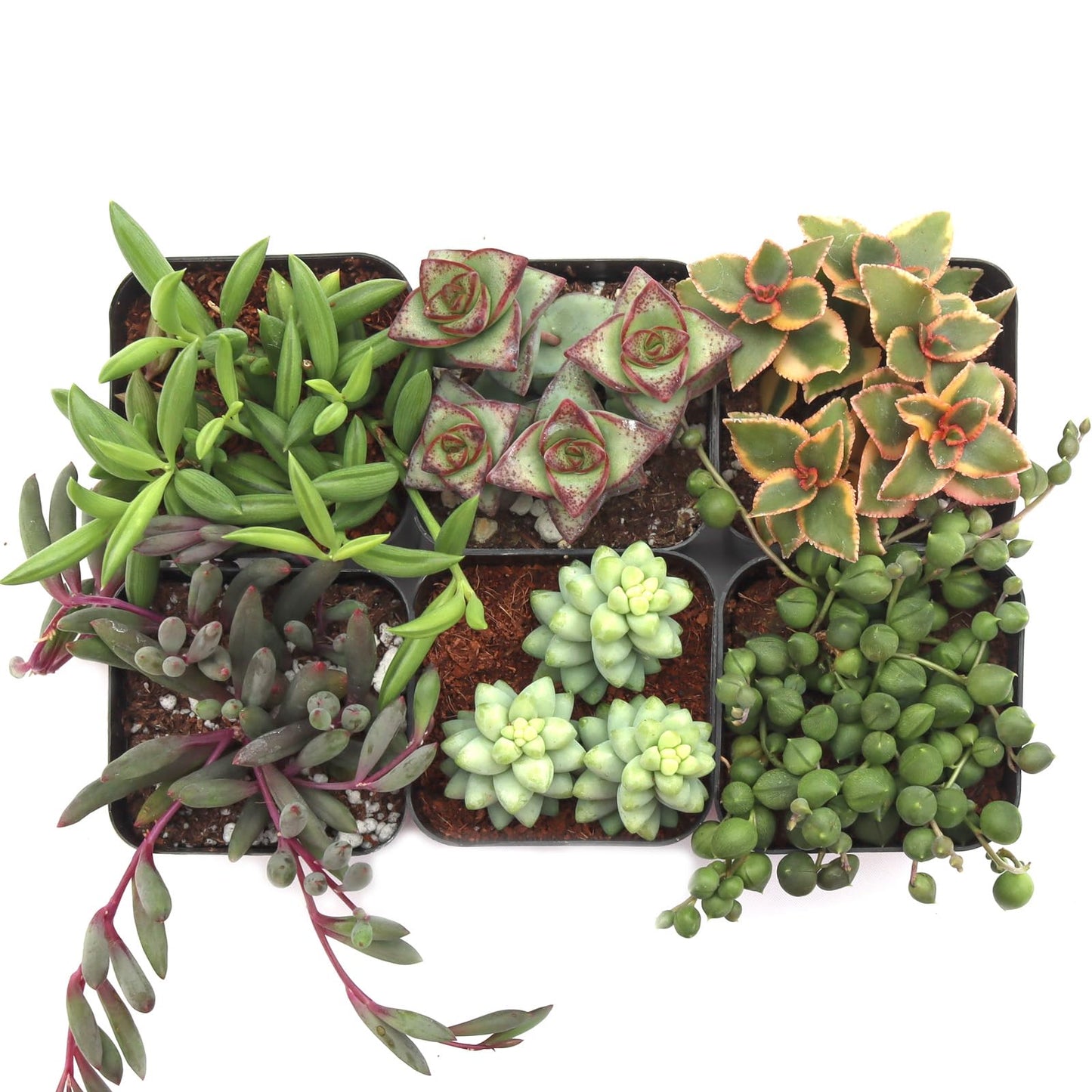 Mountain Crest Gardens Trailing & Strings Succulent Pack - 6 Live Plants in 2 Inch Pots - Real Succulents for Hanging Planters, Home Decor, and DIY Arrangements
