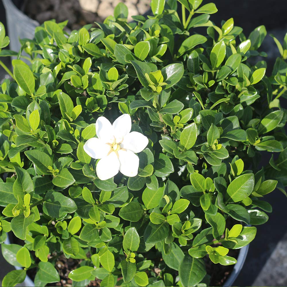 Perfect Plants Kliem's Hardy Gardenia Live Plant, 1 Gallon Pot