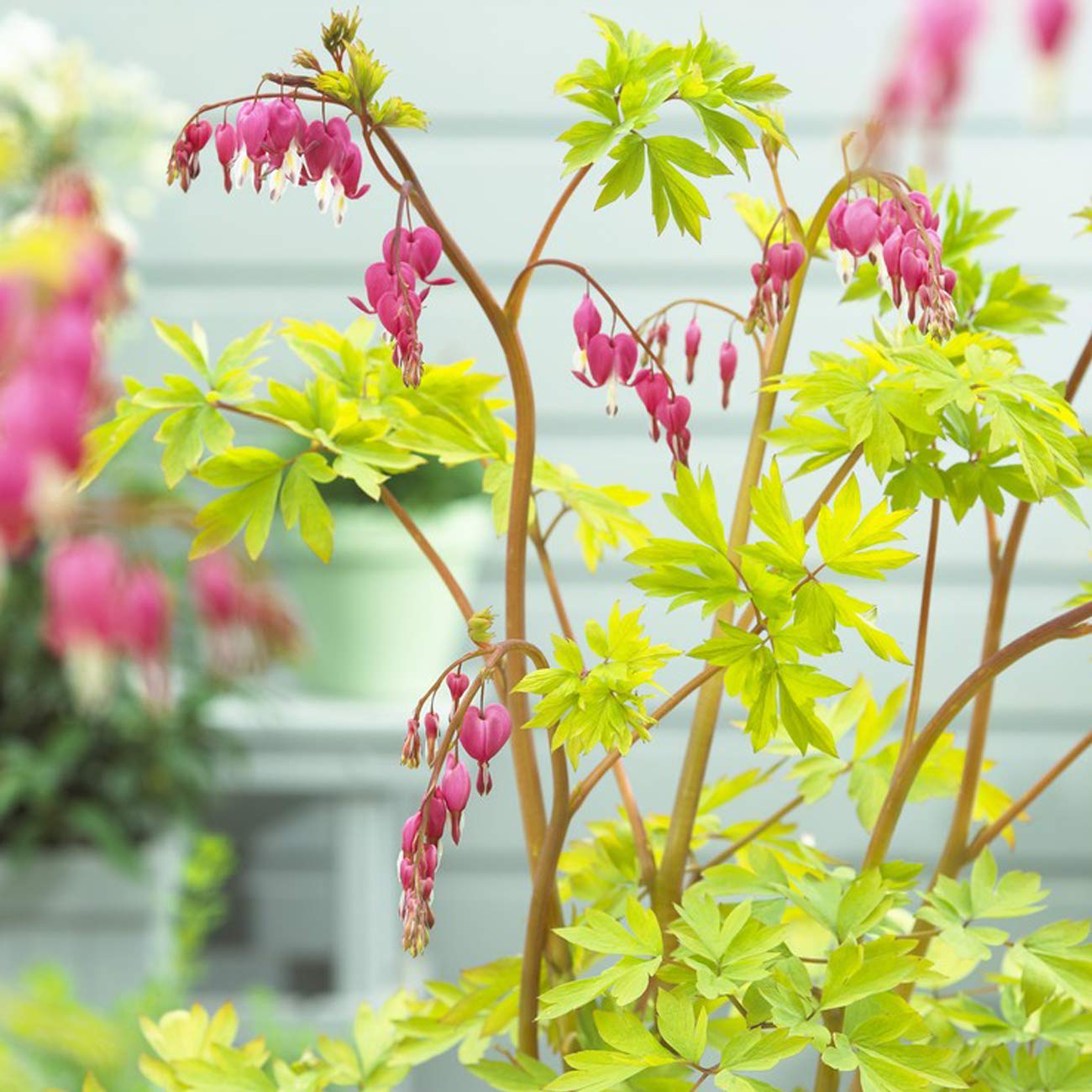 VAN ZYVERDEN Bleeding Heart Patio Kit with Decorative Ratten Planter, Planting Medium and 1 Root, Pink