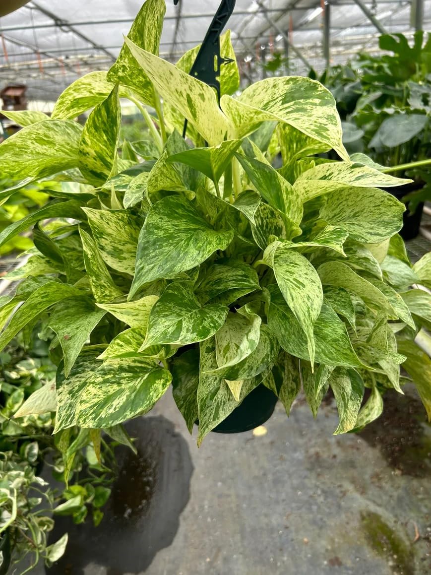 Pothos 'Marble Queen' | Live Plant for Indoor & Outdoor | for Living Room, Office, Bathroom | (6" Pot)