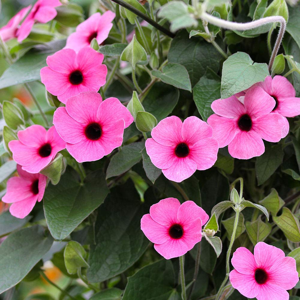 2 Thunbergia Pink Starter Plants Live Plant