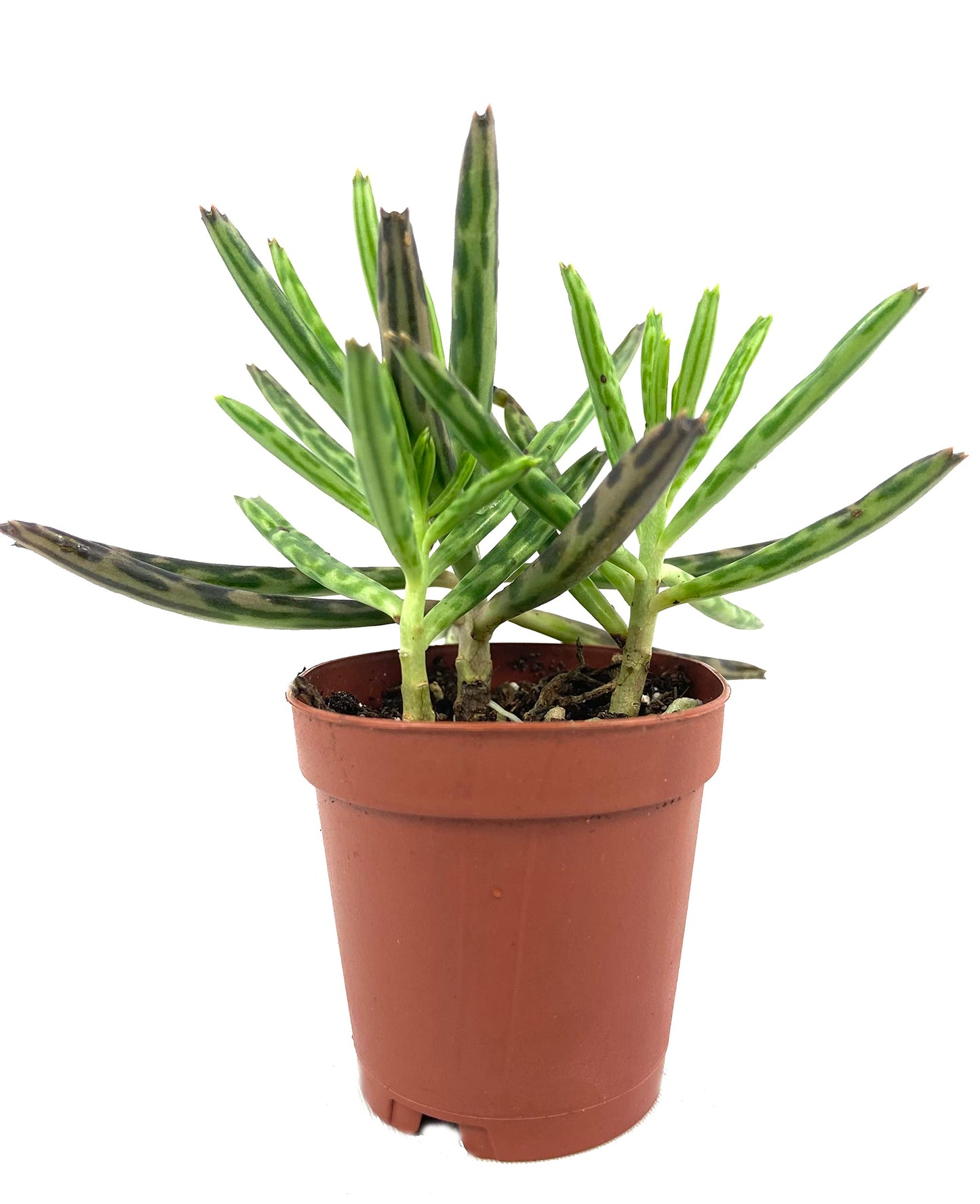Kalanchoe Mother of Millions - Live Plant in a 2 Inch Pot - Kalanchoe Tubiflora - Beautiful Indoor Outdoor Cacti Succulent Houseplant