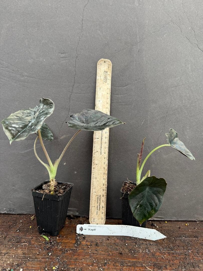 Live Plant - Kapit Alocasia Infernalis Small Well Rooted Starter Plant